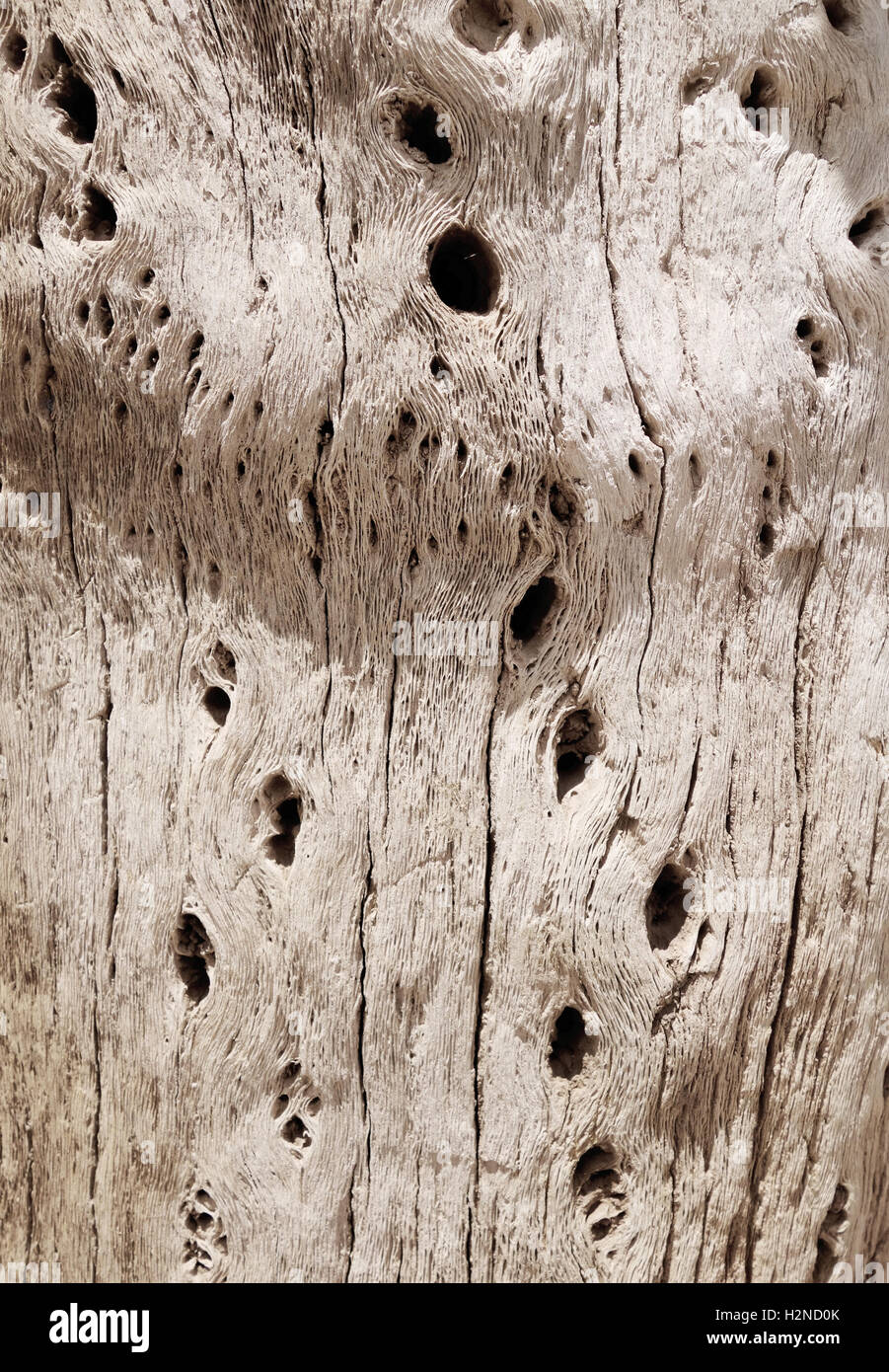 Cactus wood bark background texture Stock Photo