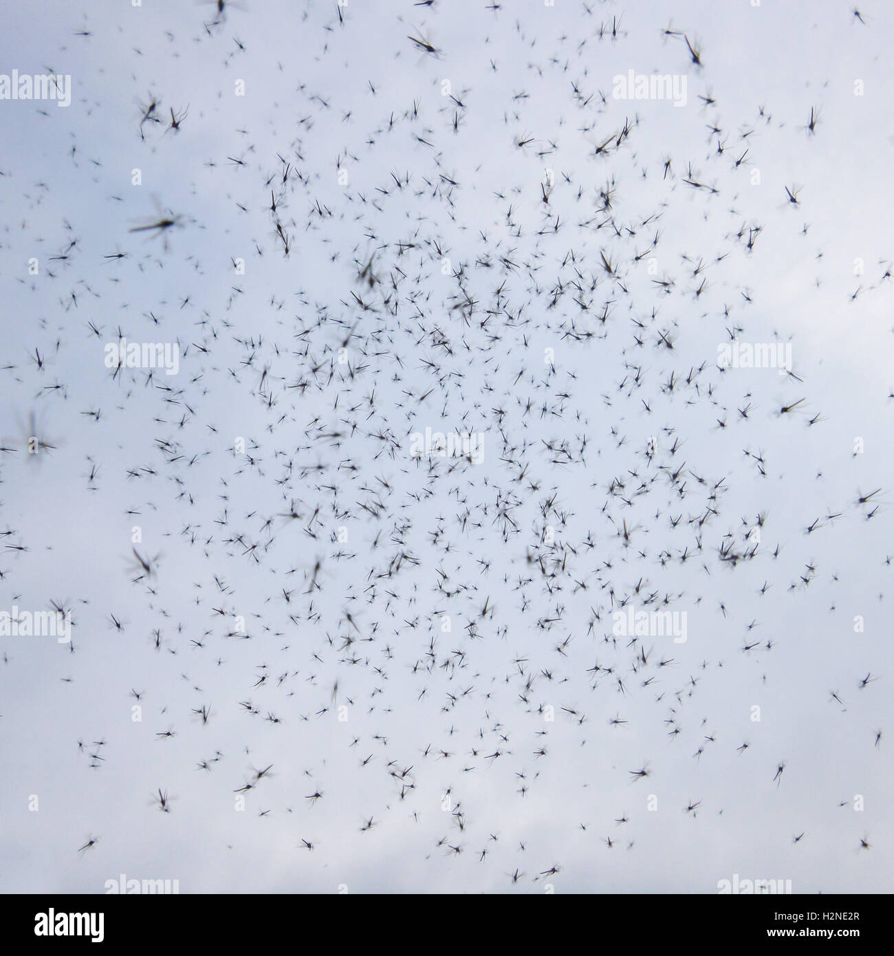 swarm of midges - personal perspective looking up above head (photo taken in Scotland, UK,but these are not the much smaller ... Stock Photo