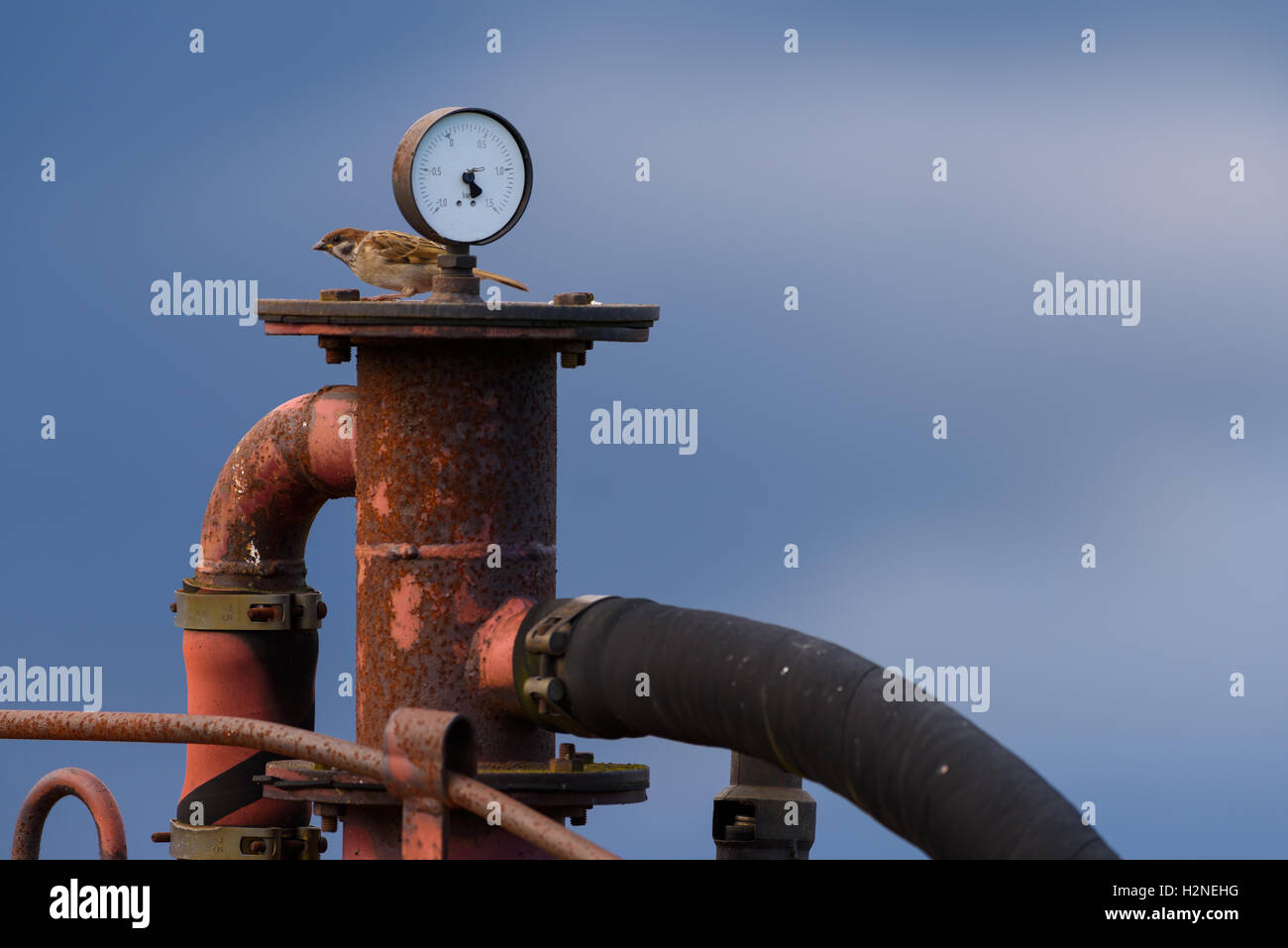 Sparrow sitting behind meter and on top of a red and rusty old machine Stock Photo