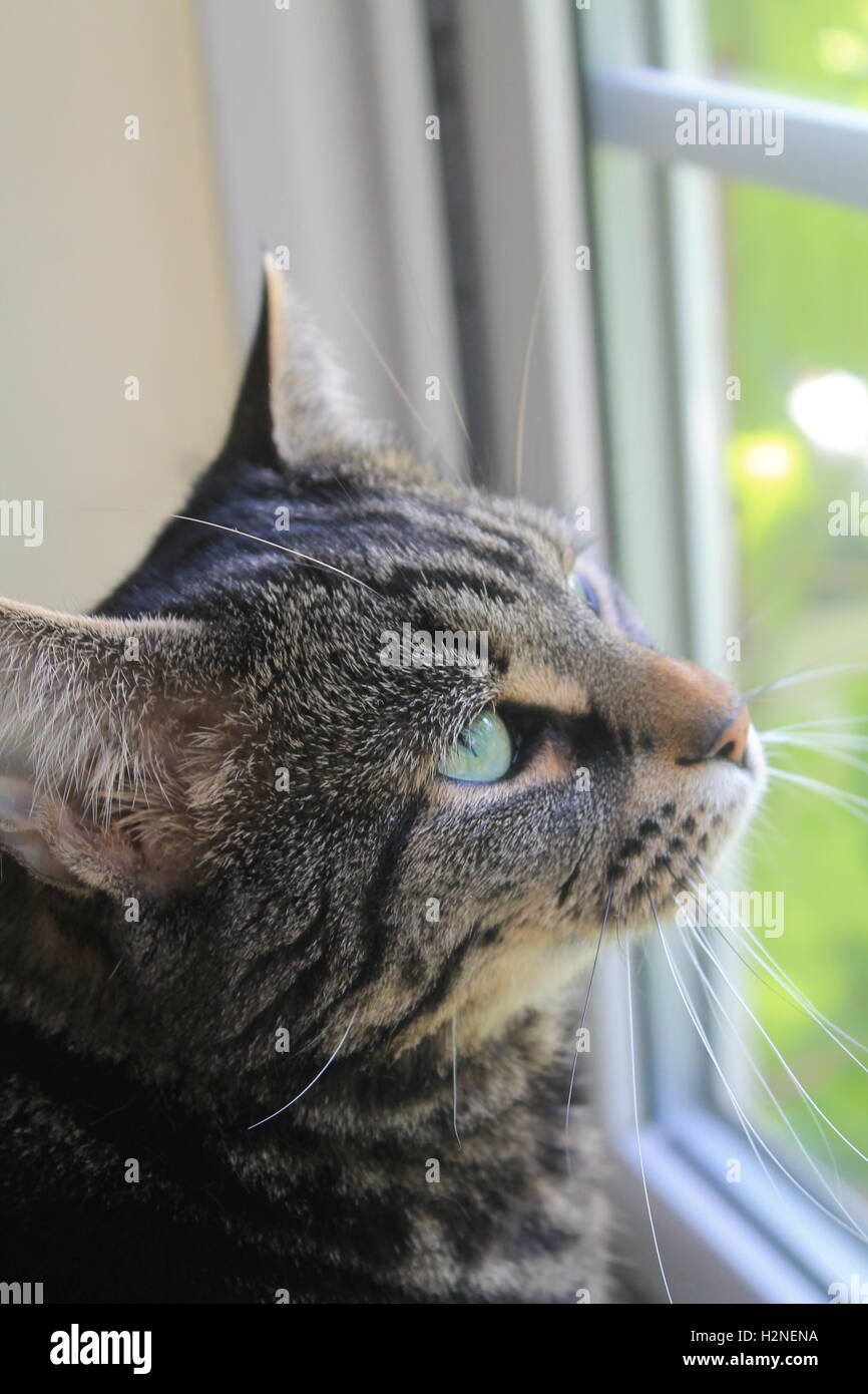 Beautiful green eyed tabby cat looking out the window on a sunny day ...