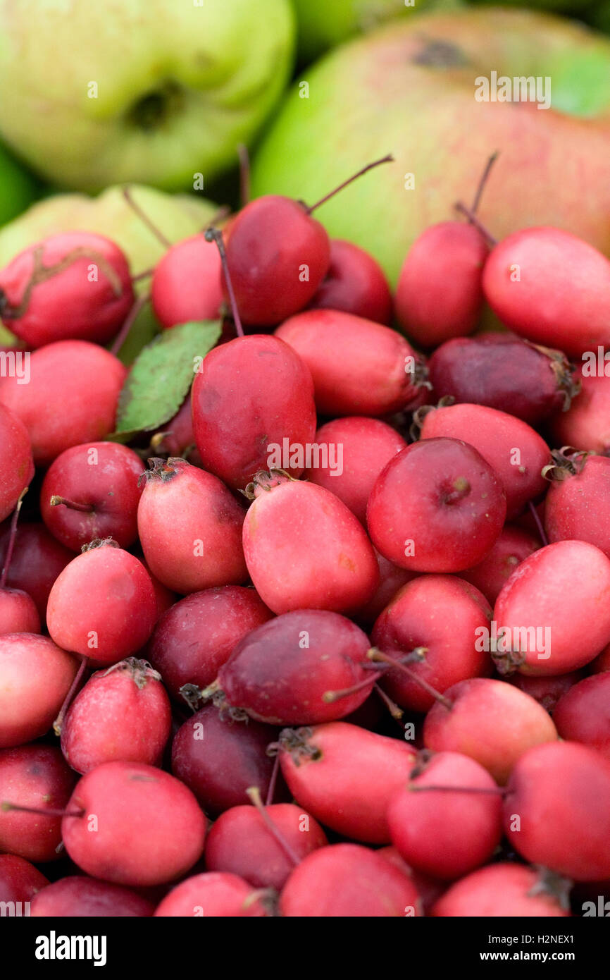 Malus spectabile. A pile of crab apples and cooking apples Stock Photo