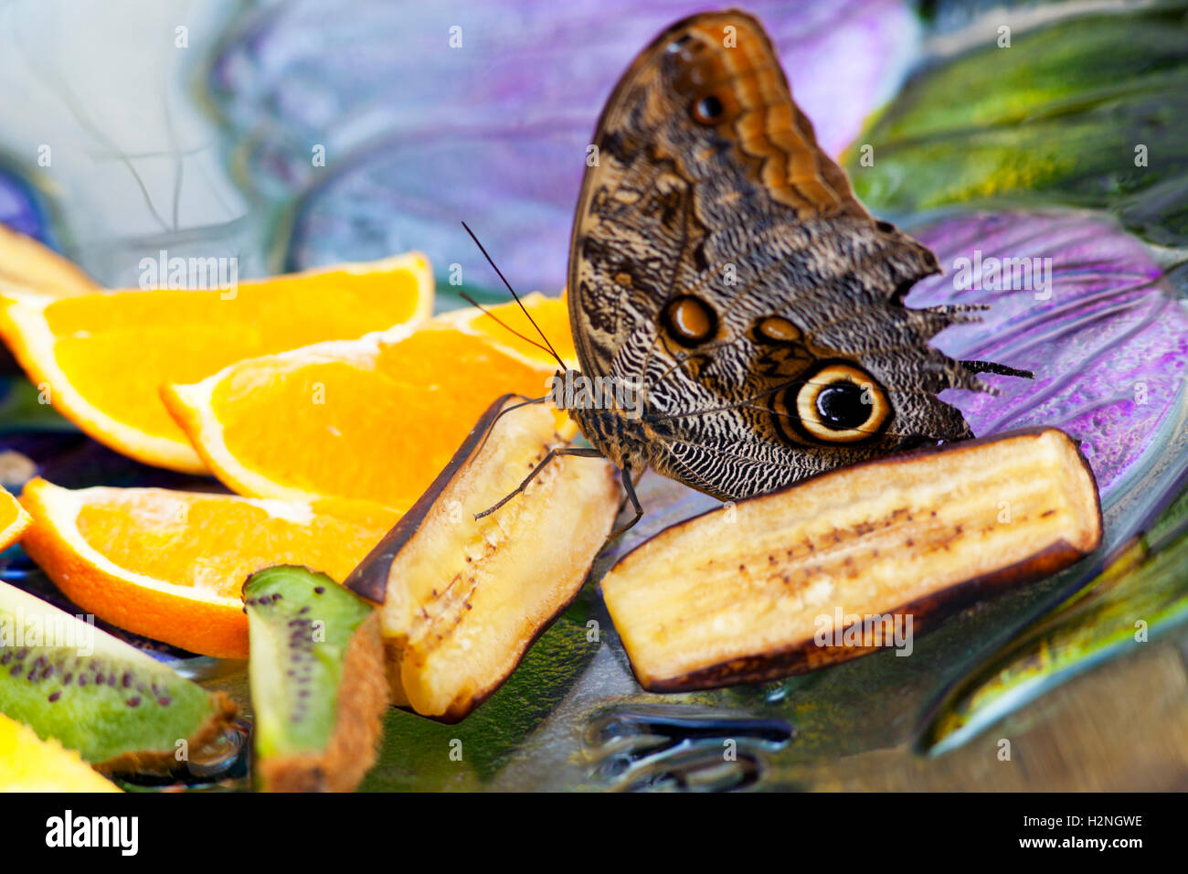 Owl Butterfly Feeding Stock Photo Alamy