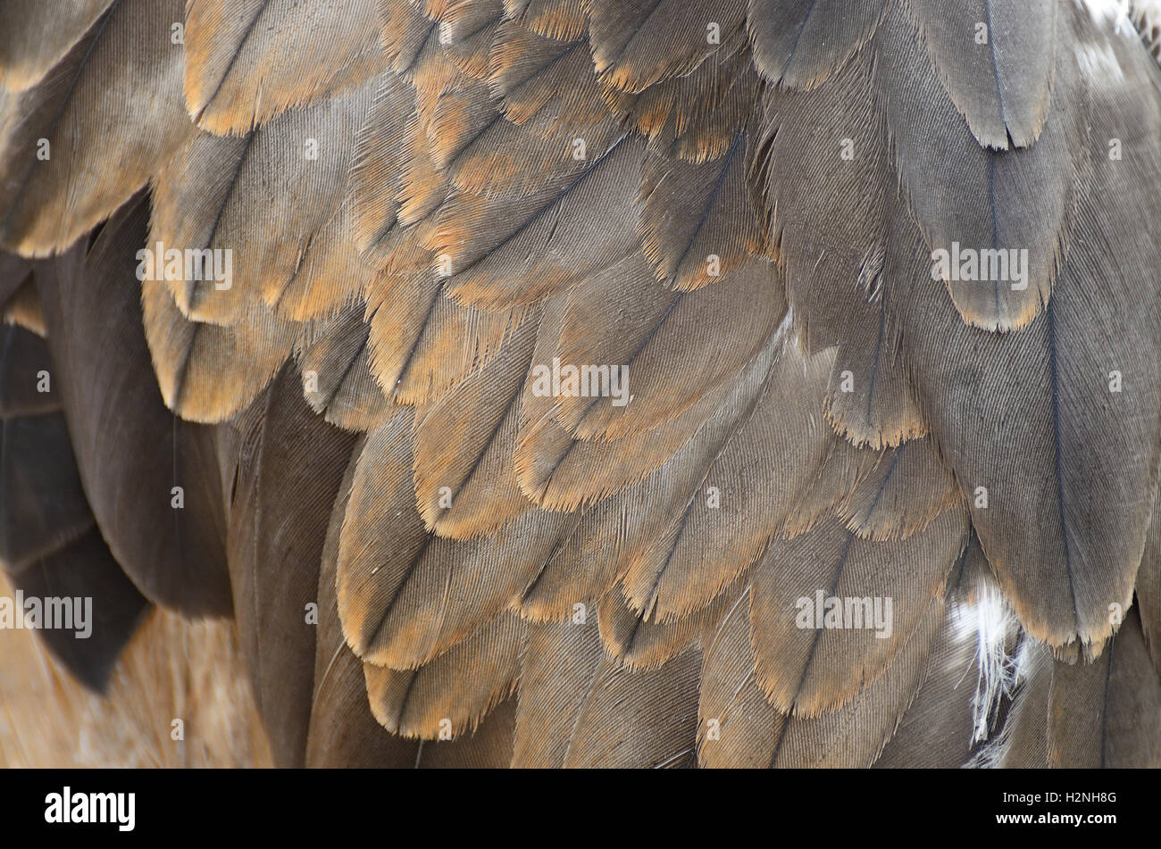 Black Kite feather Stock Photo - Alamy