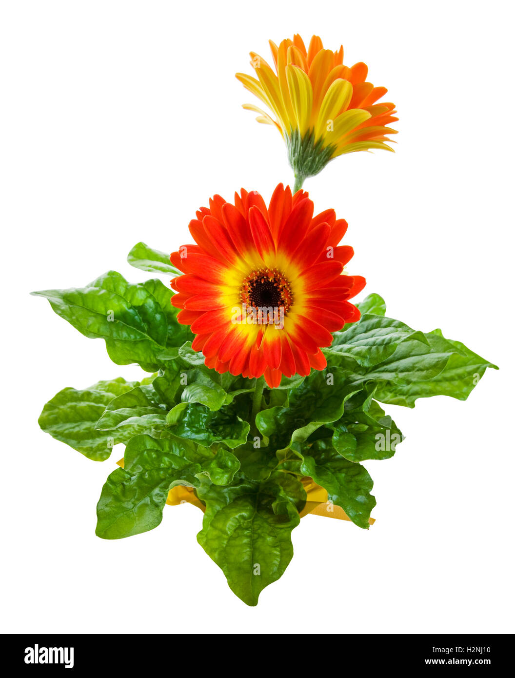 Orange Gerbera Daisy Stock Photo Alamy