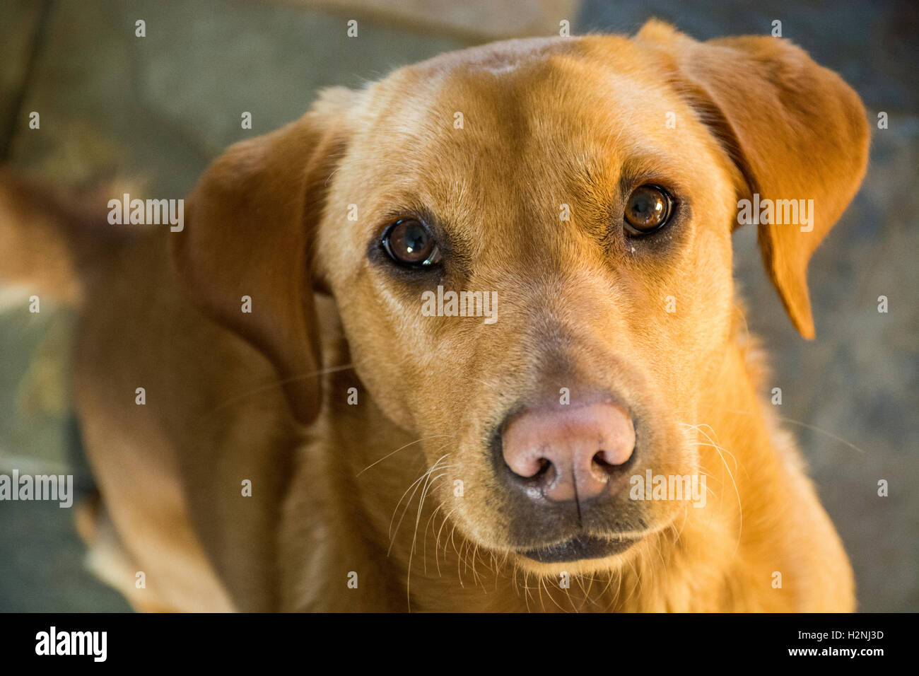 Labrador Eyes Hi Res Stock Photography And Images Alamy