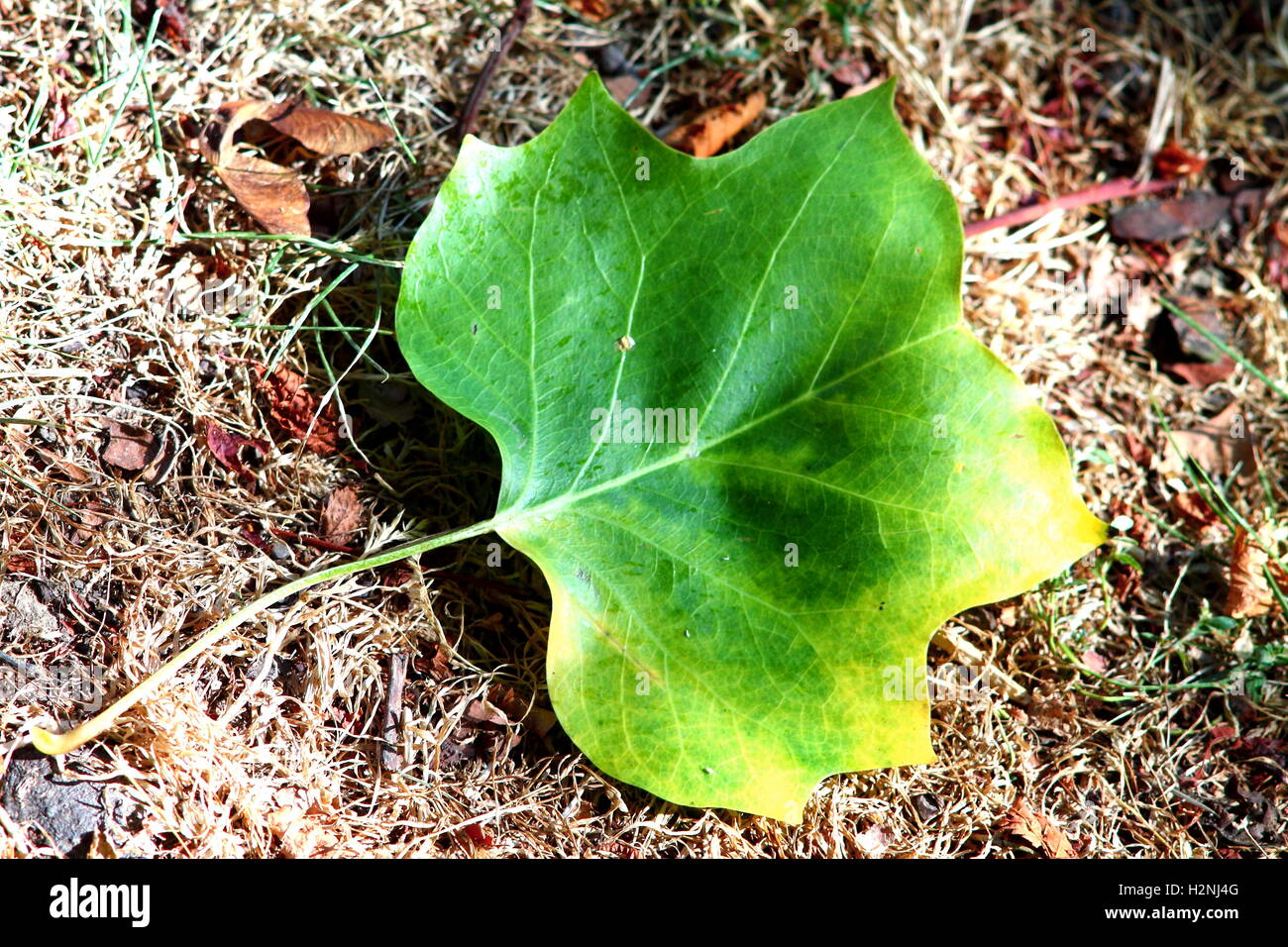 Tulip tree leaf with yellow edge on dry grass bottom. Stock Photo