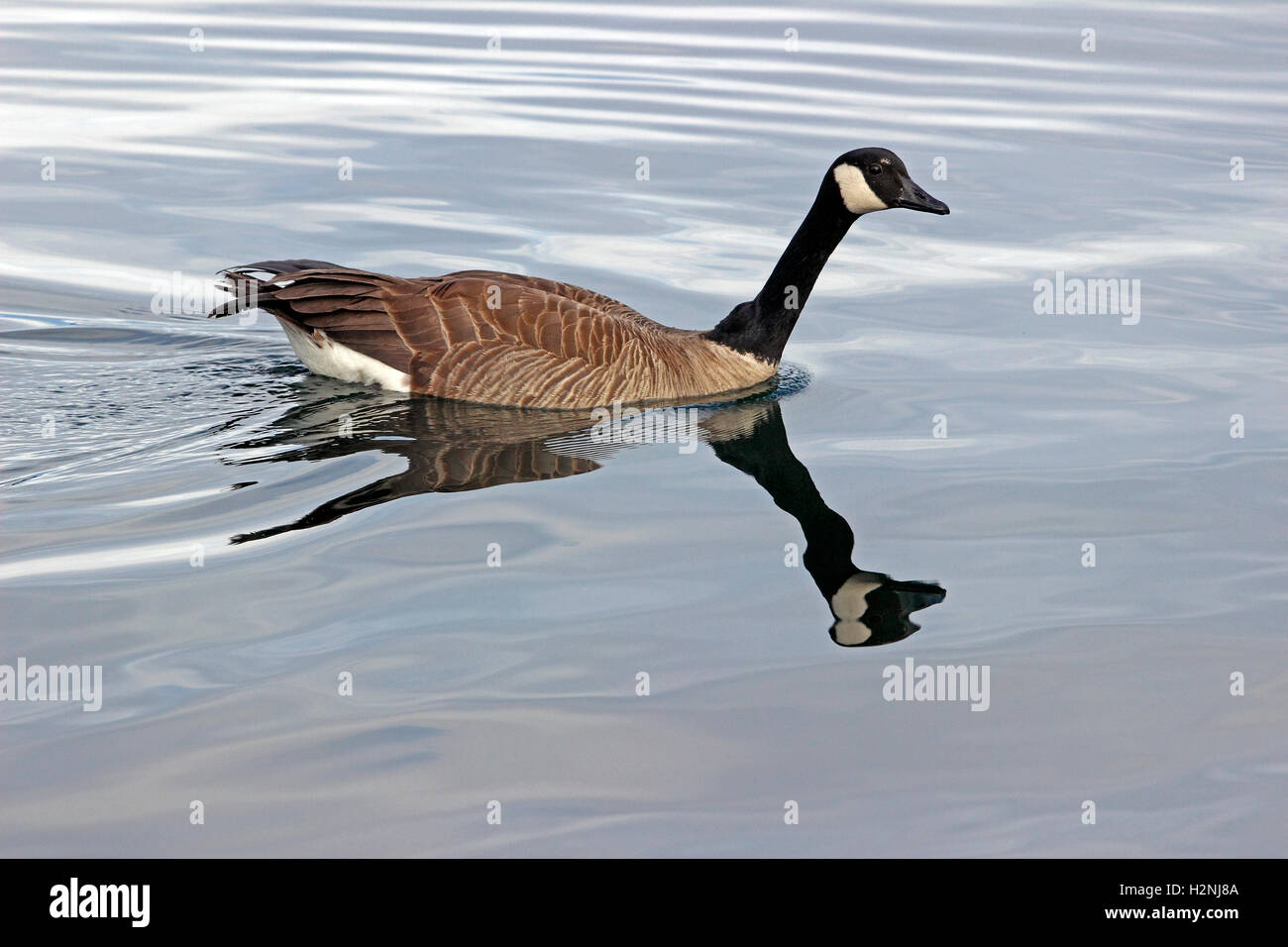 Canada Goose (Branta canadensis) San Juan Islands Washington State USA Stock Photo