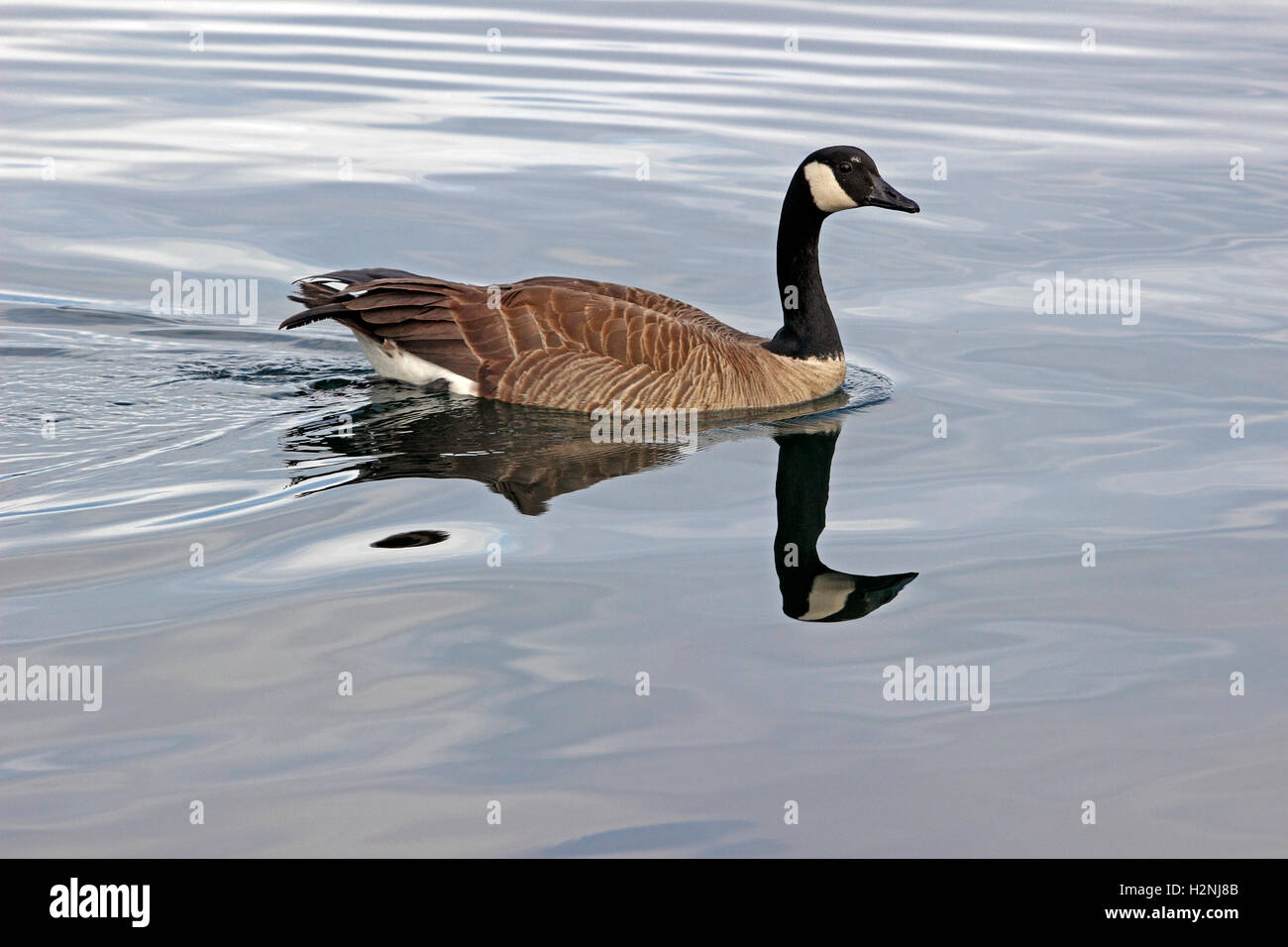 Canada Goose (Branta canadensis) San Juan Islands Washington State USA Stock Photo