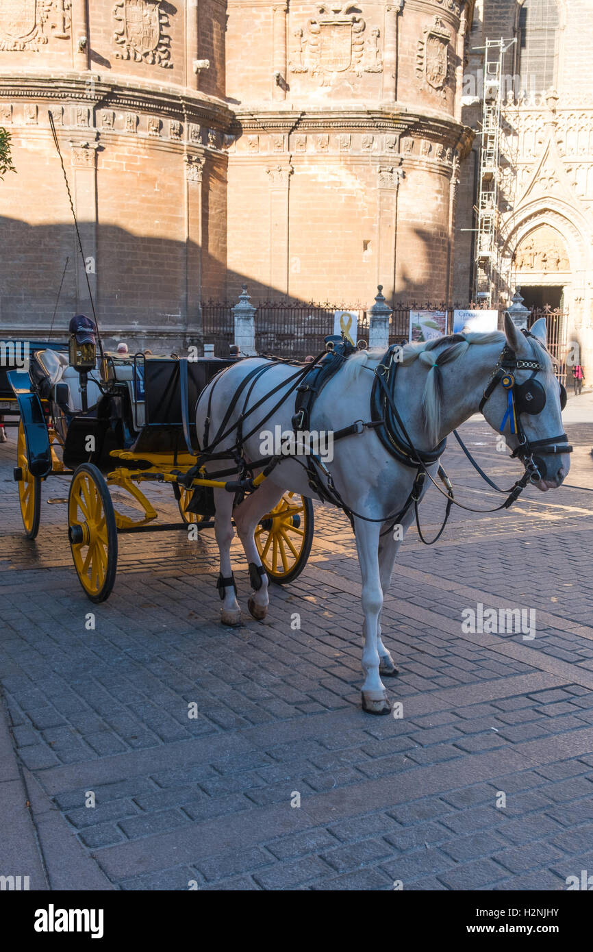 Tourist horse and carriage Stock Photo