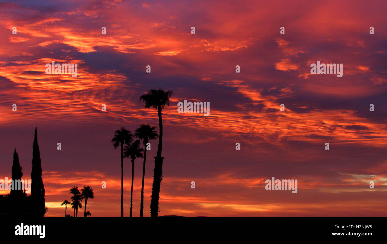Tall Palm trees silhouetted against a dramatic dark blue and pink colored sunrise Stock Photo