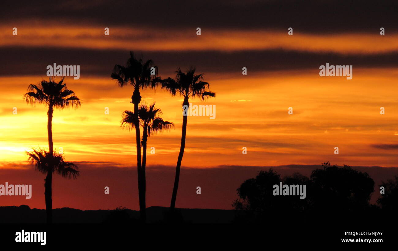 Group of palm trees silhouetted against a dramatic dark light sunset ...
