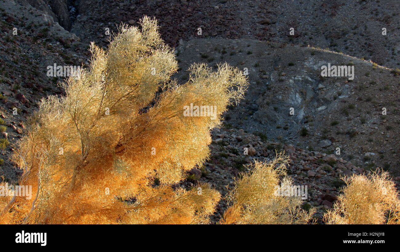 Smoke tree branches shining gold in the foreground of a desert mountain Stock Photo