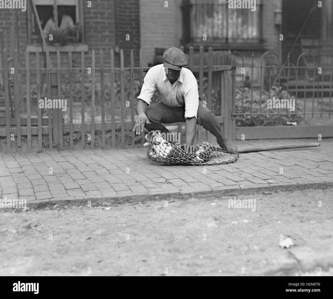 Dog Catcher with Dog in Net, Washington DC, USA, National Photo Company,  July 1924 Stock Photo - Alamy