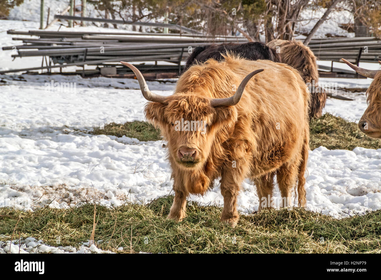 Shaggy haired, long horned Highland cattle. Stock Photo