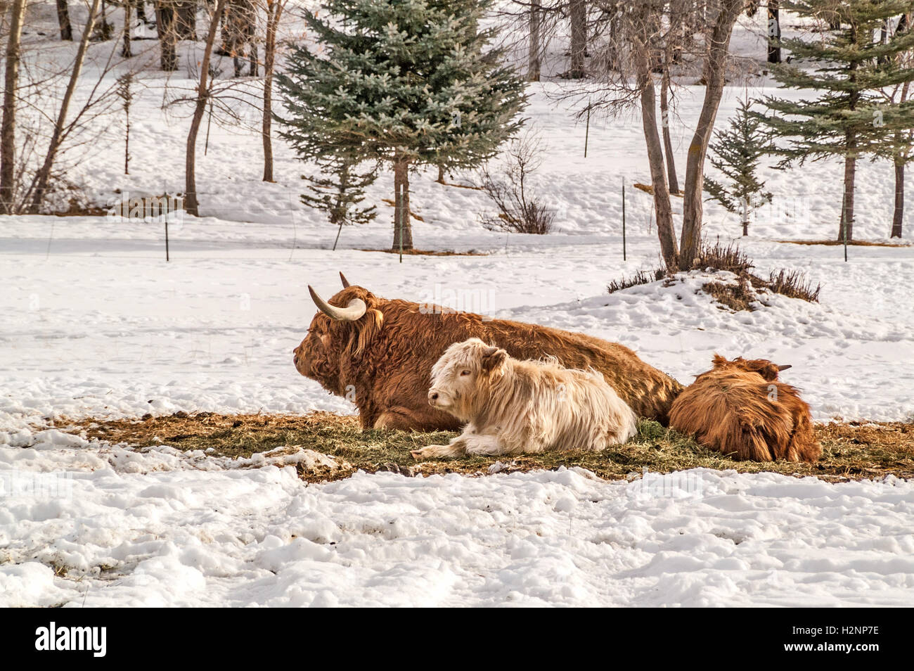 Shaggy haired, long horned Highland cow and calves resting on a winter day. Stock Photo