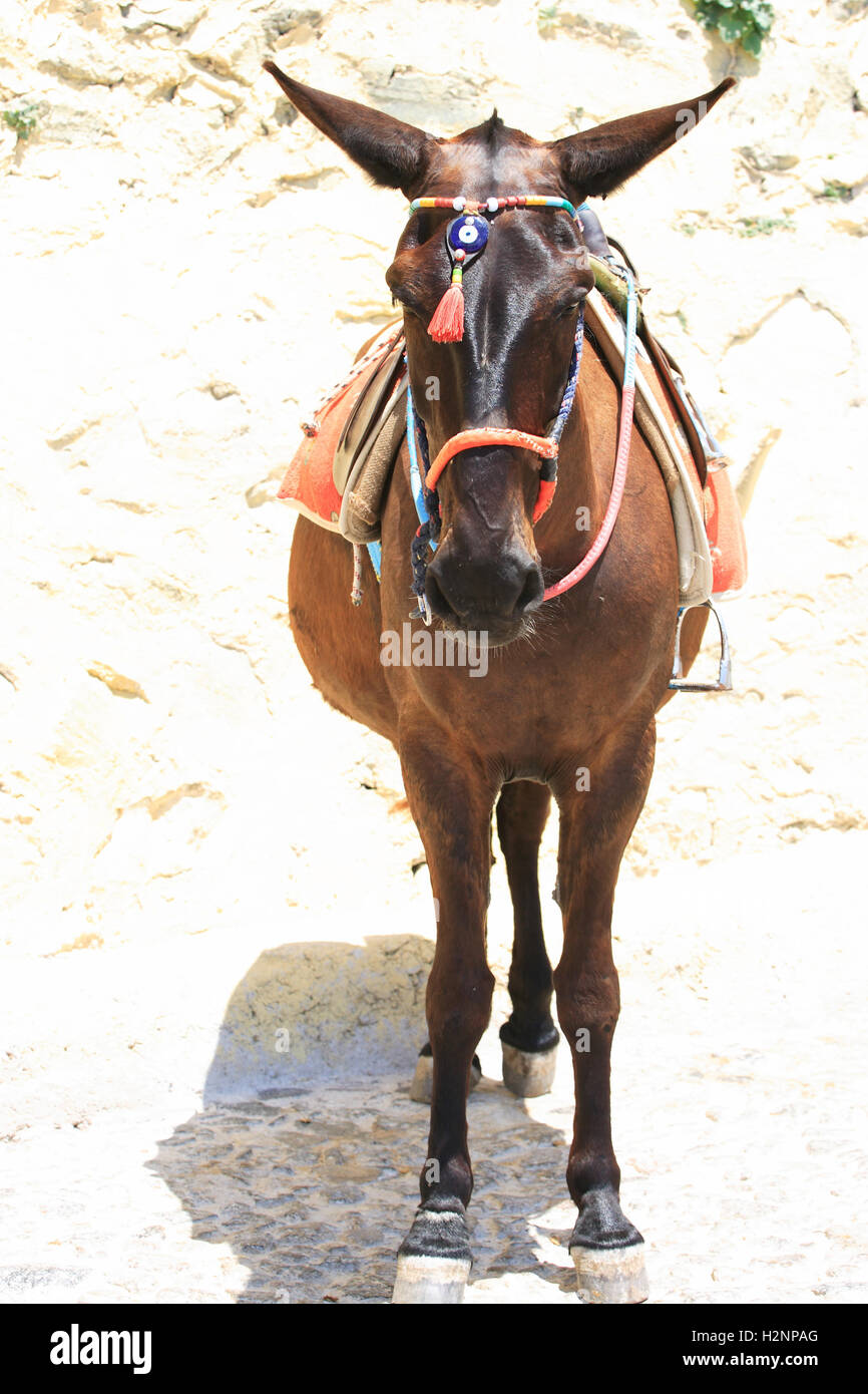 Picture Of A Donkey Chair at Terri Kent blog