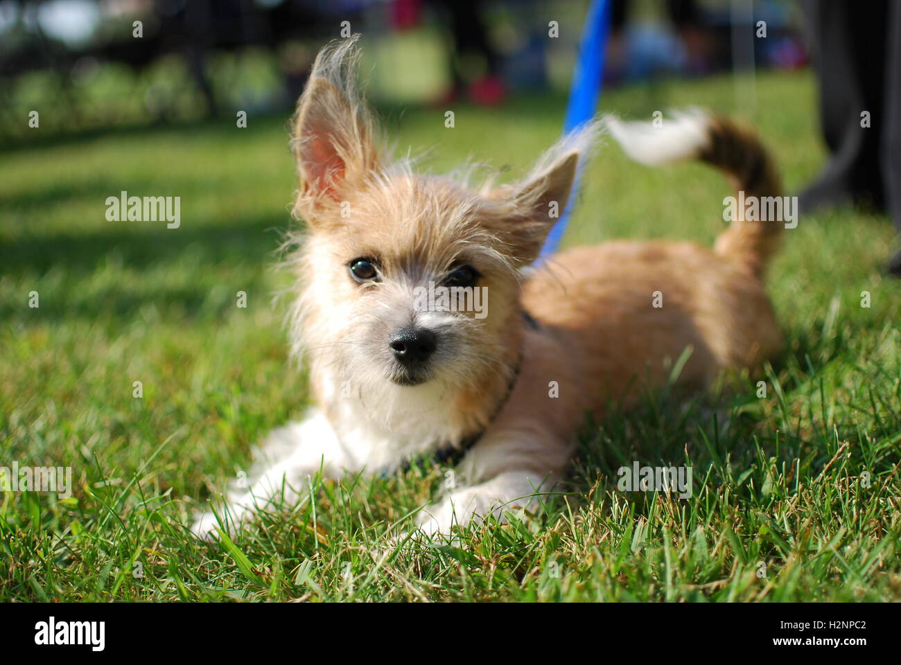 Dog with leash hires stock photography and images Alamy