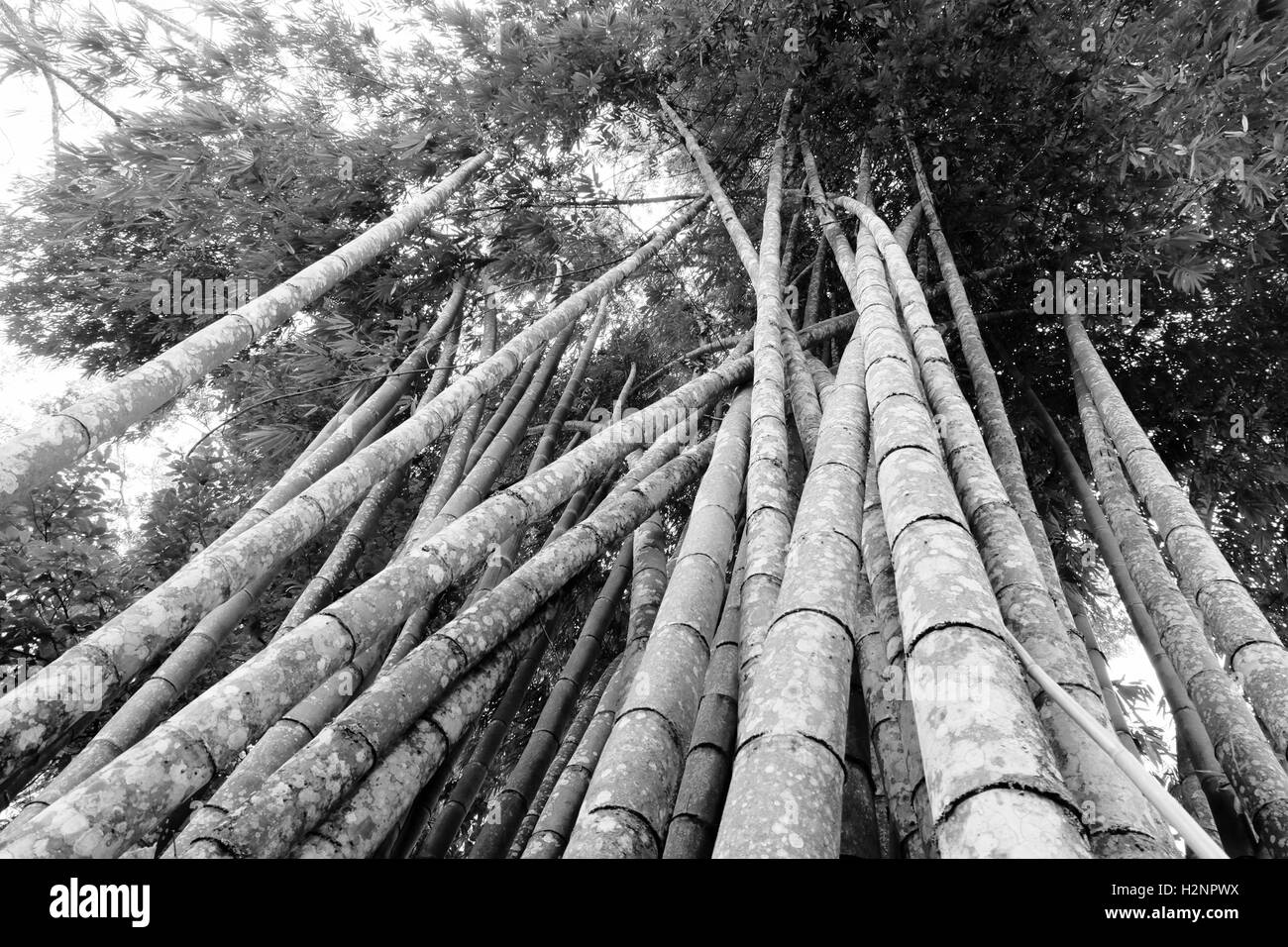 Bamboo Forest at Doi Pui research station near Chiang Mai Stock Photo