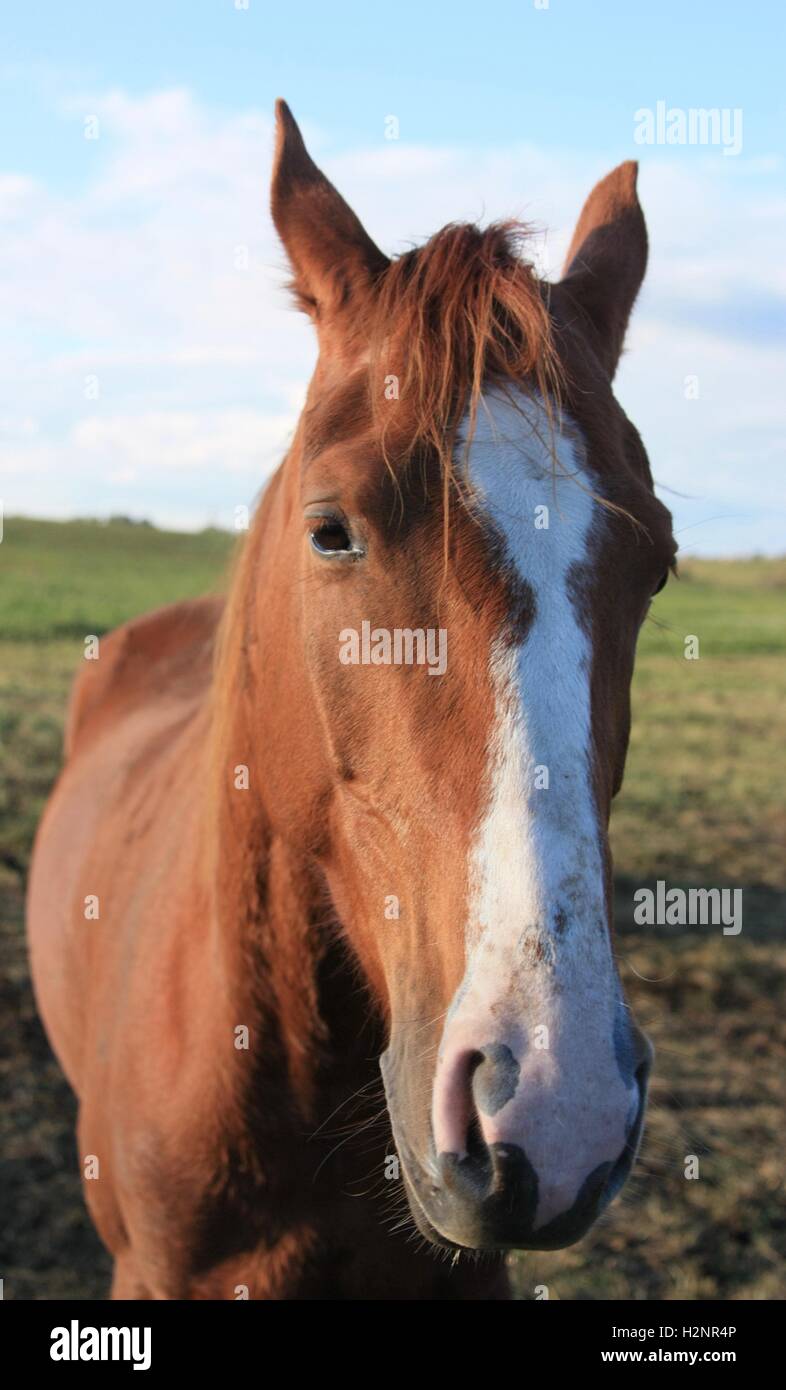 Horse with white strip Stock Photo