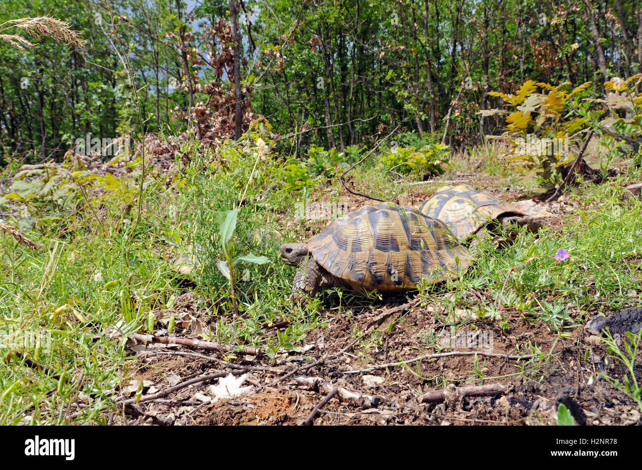 Hermann's tortoise (Testudo hermanni Stock Photo - Alamy