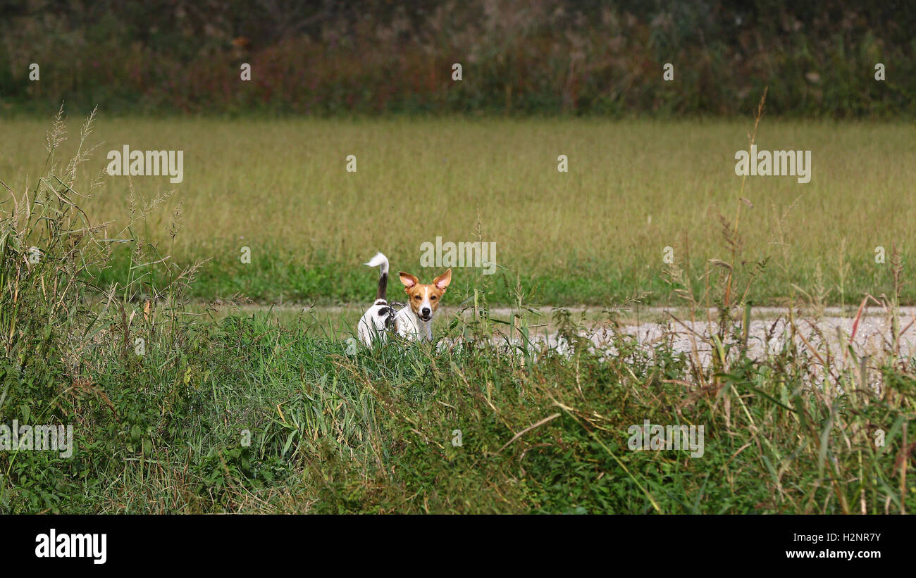 Young jack russell puppy trotting on a path in tall wild grass Stock Photo