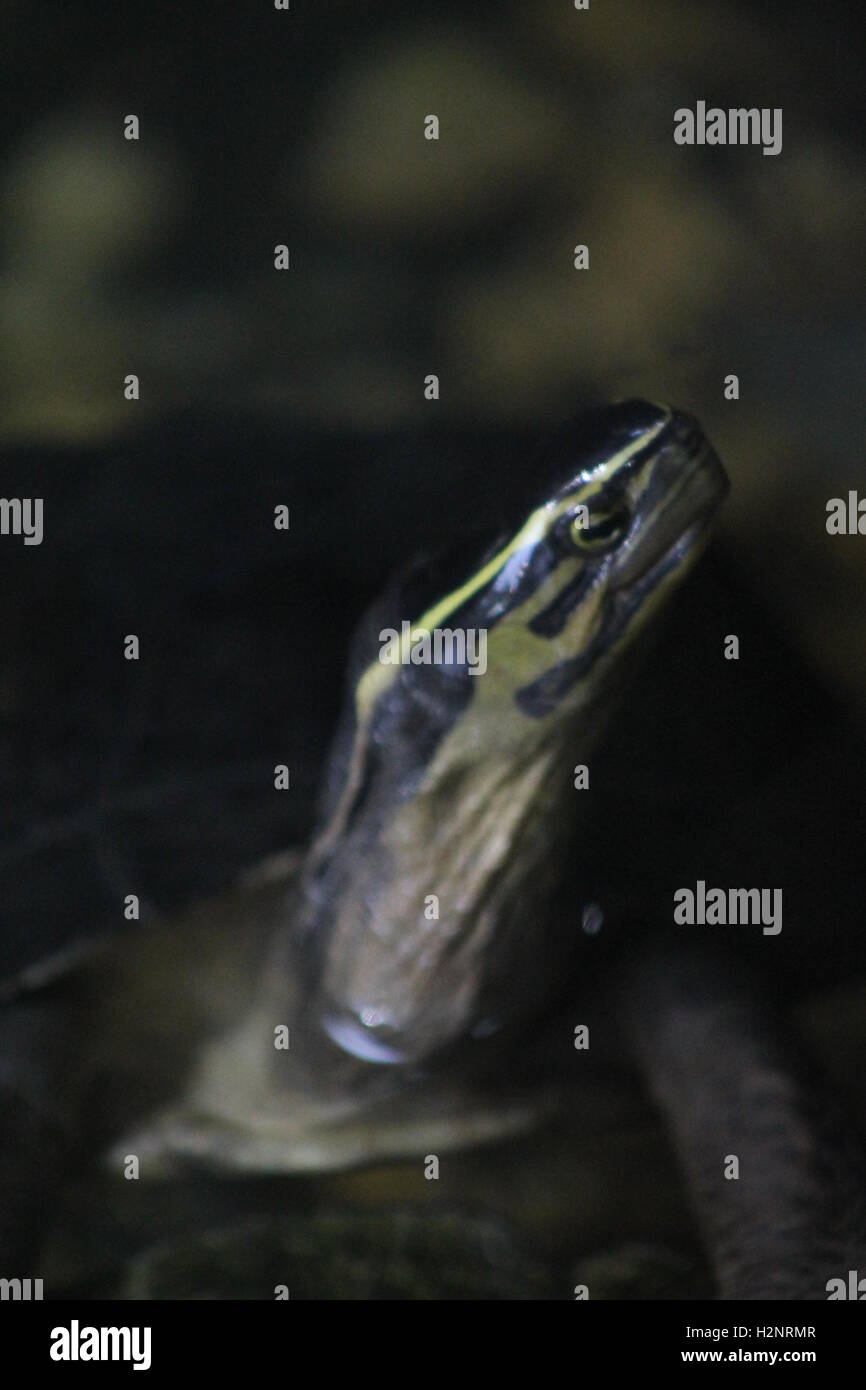 A turtle peaking it's head out of the water to watch people looking through the glass at Bristol Zoo. Stock Photo
