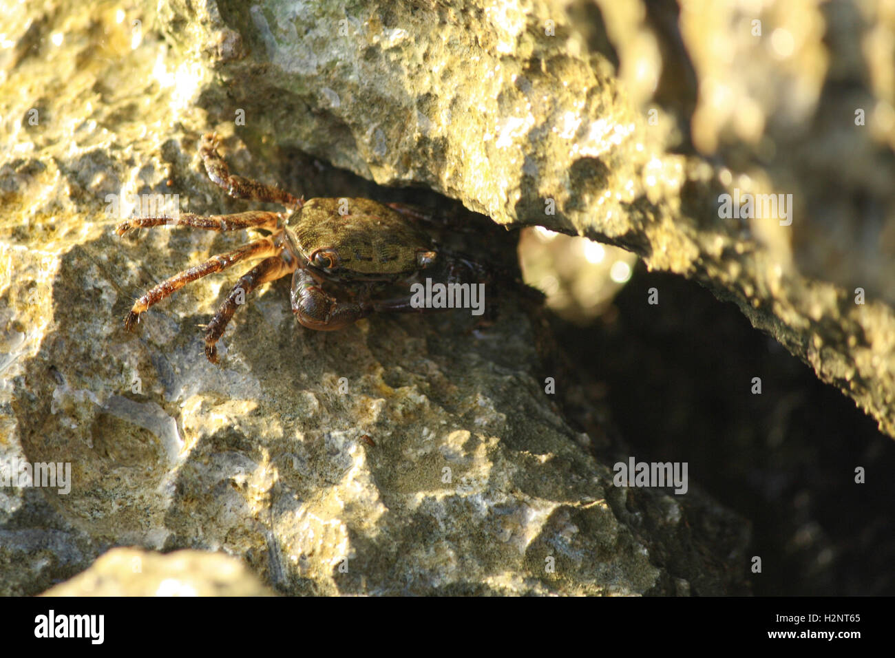 Crab hidden among the rocks Stock Photo - Alamy