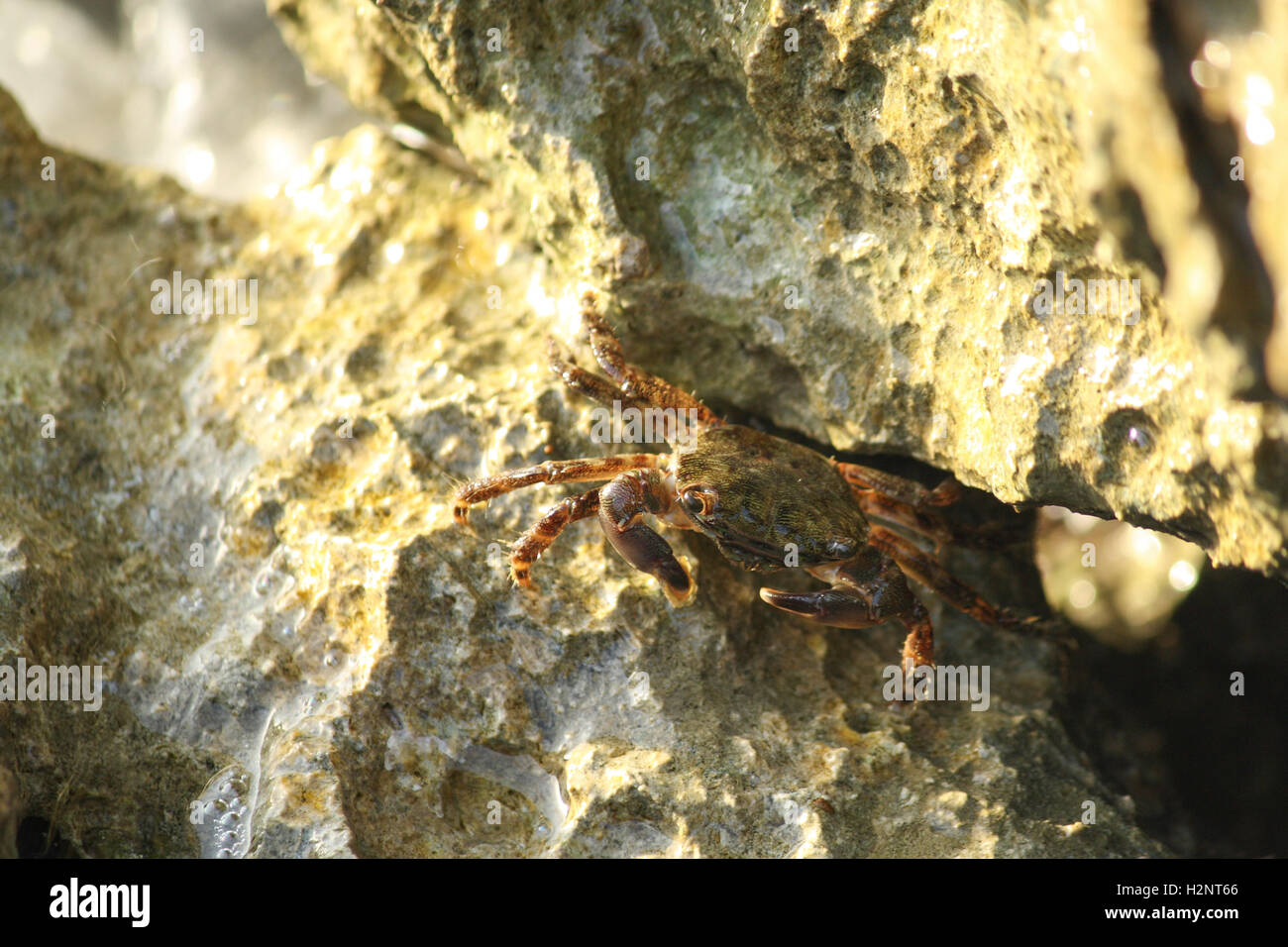Crab hidden among the rocks Stock Photo - Alamy