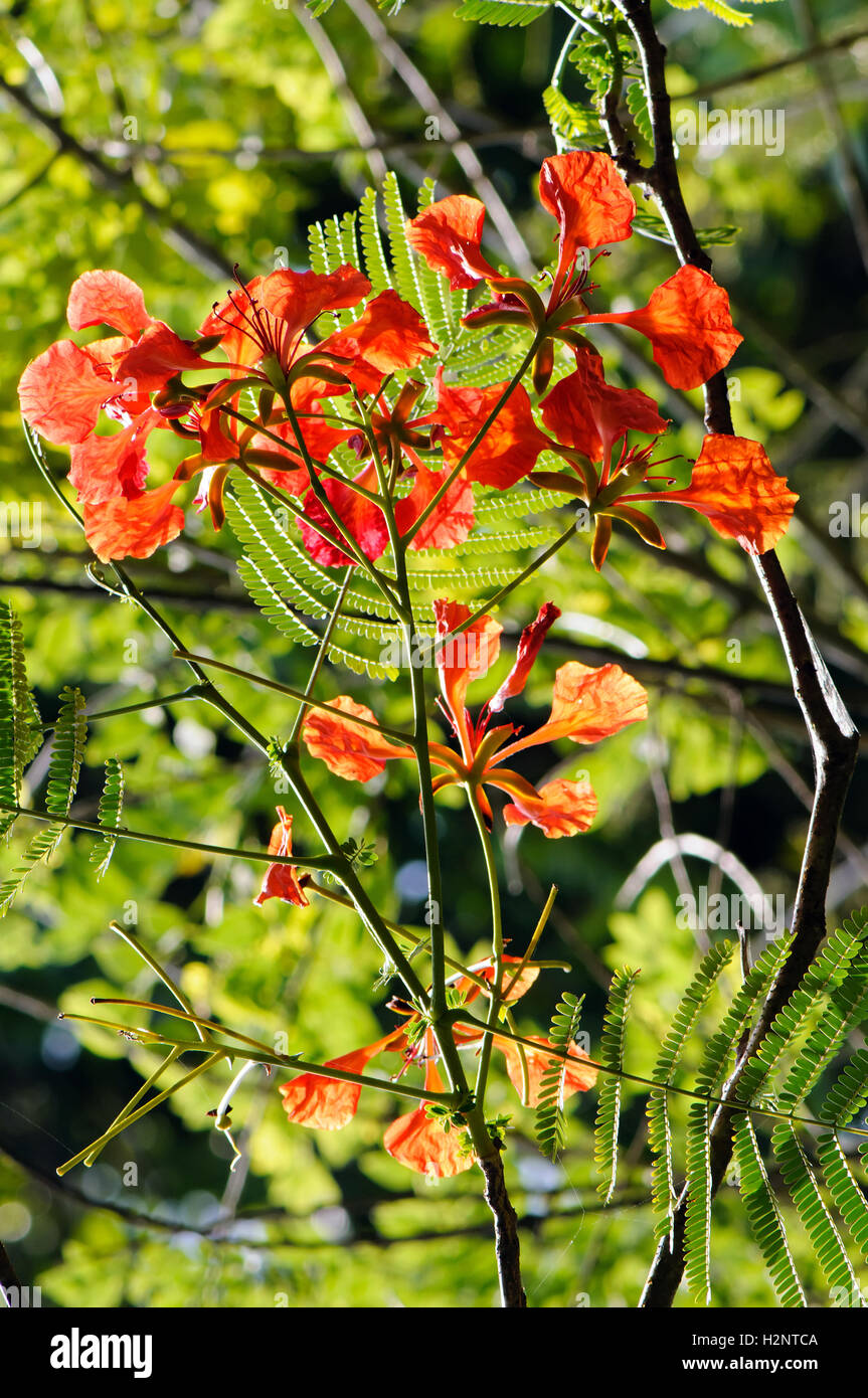 Royal poinciana (Delonix regia Stock Photo Alamy