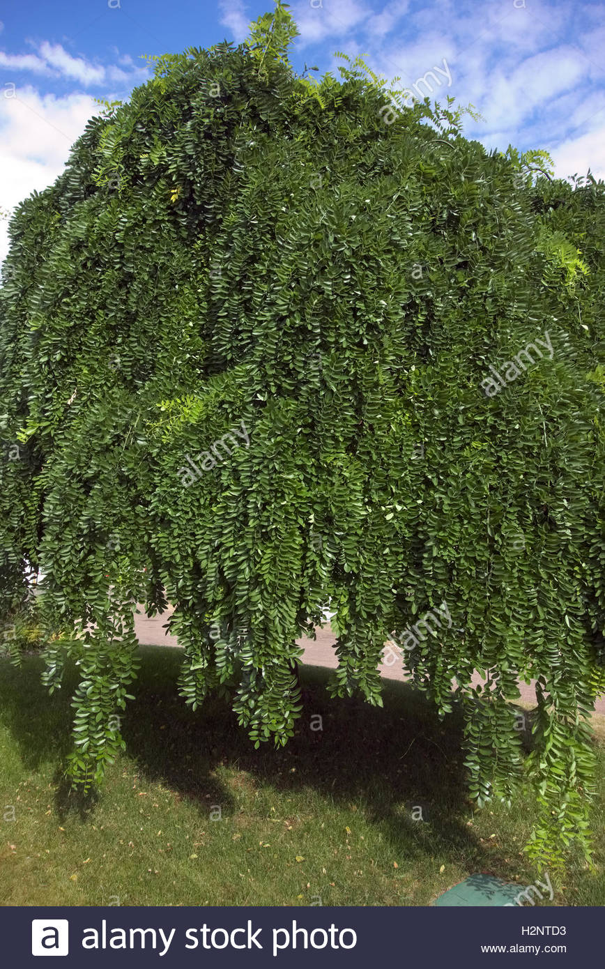 Sophora Japonica Stock Photos & Sophora Japonica Stock Images - Alamy