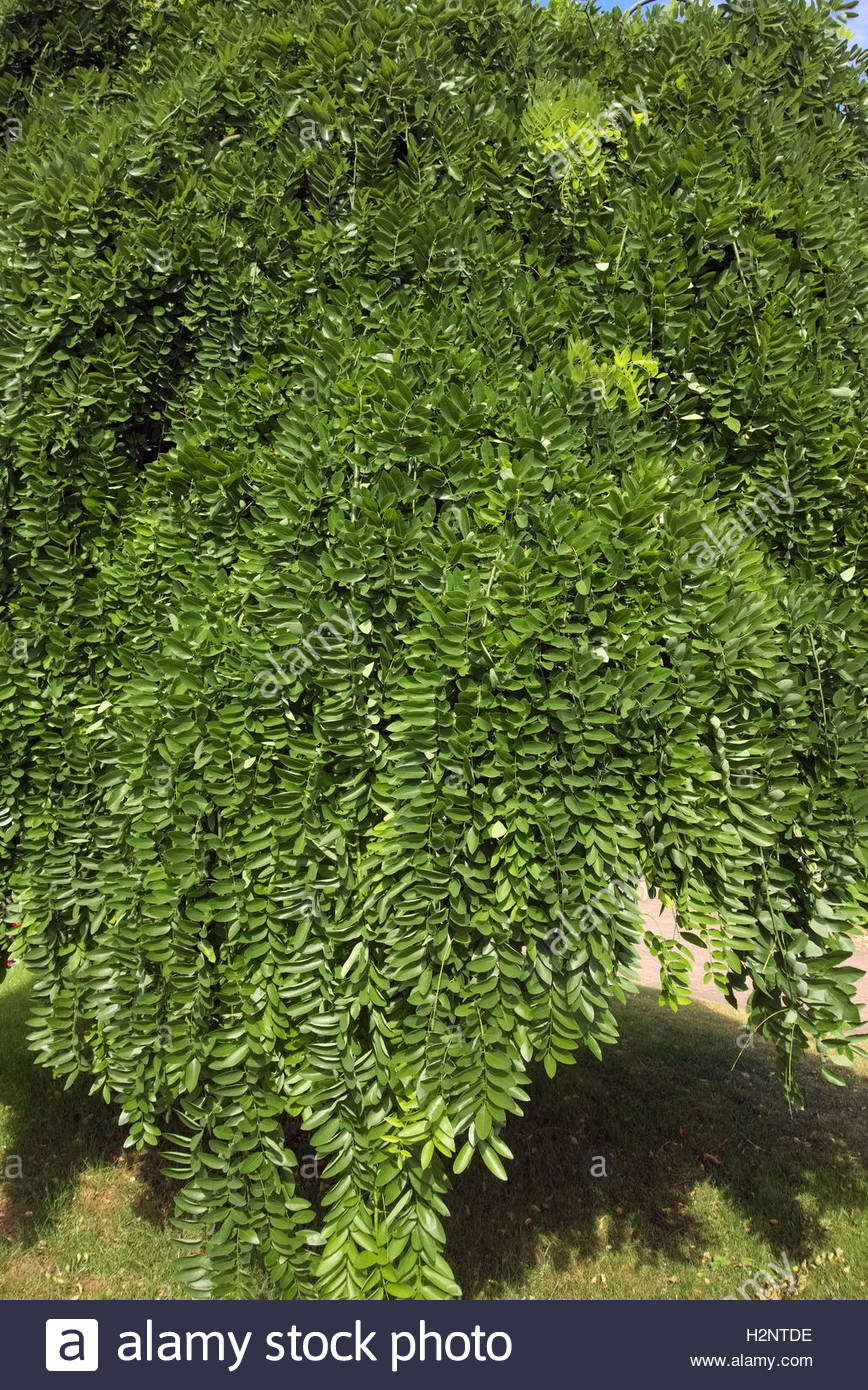 Sophora Japonica Stock Photos & Sophora Japonica Stock Images - Alamy