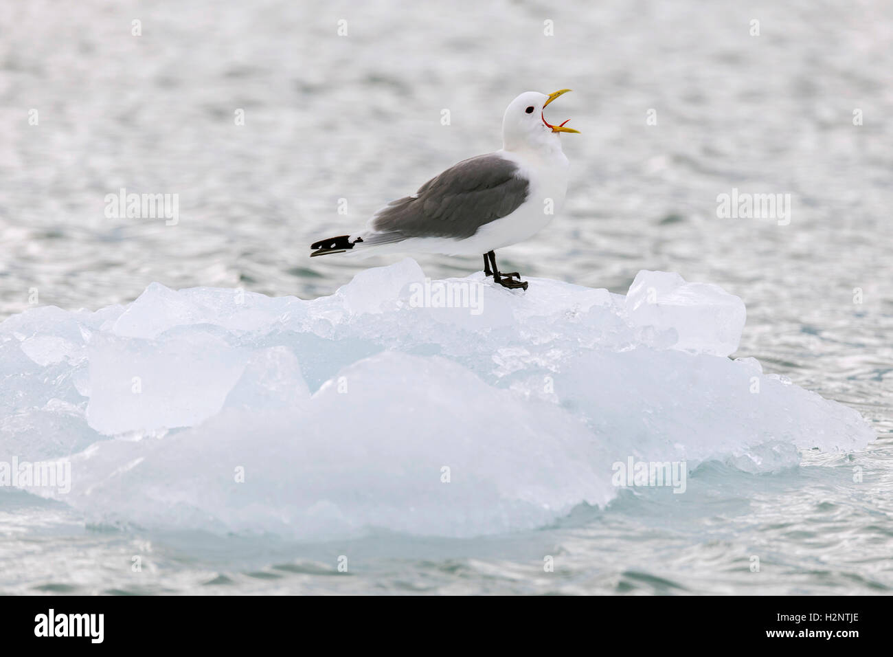 Kittiwake (Rissa tridactyla) squawking on ice floe, Svalbard, Spitsbergen, Norway Stock Photo