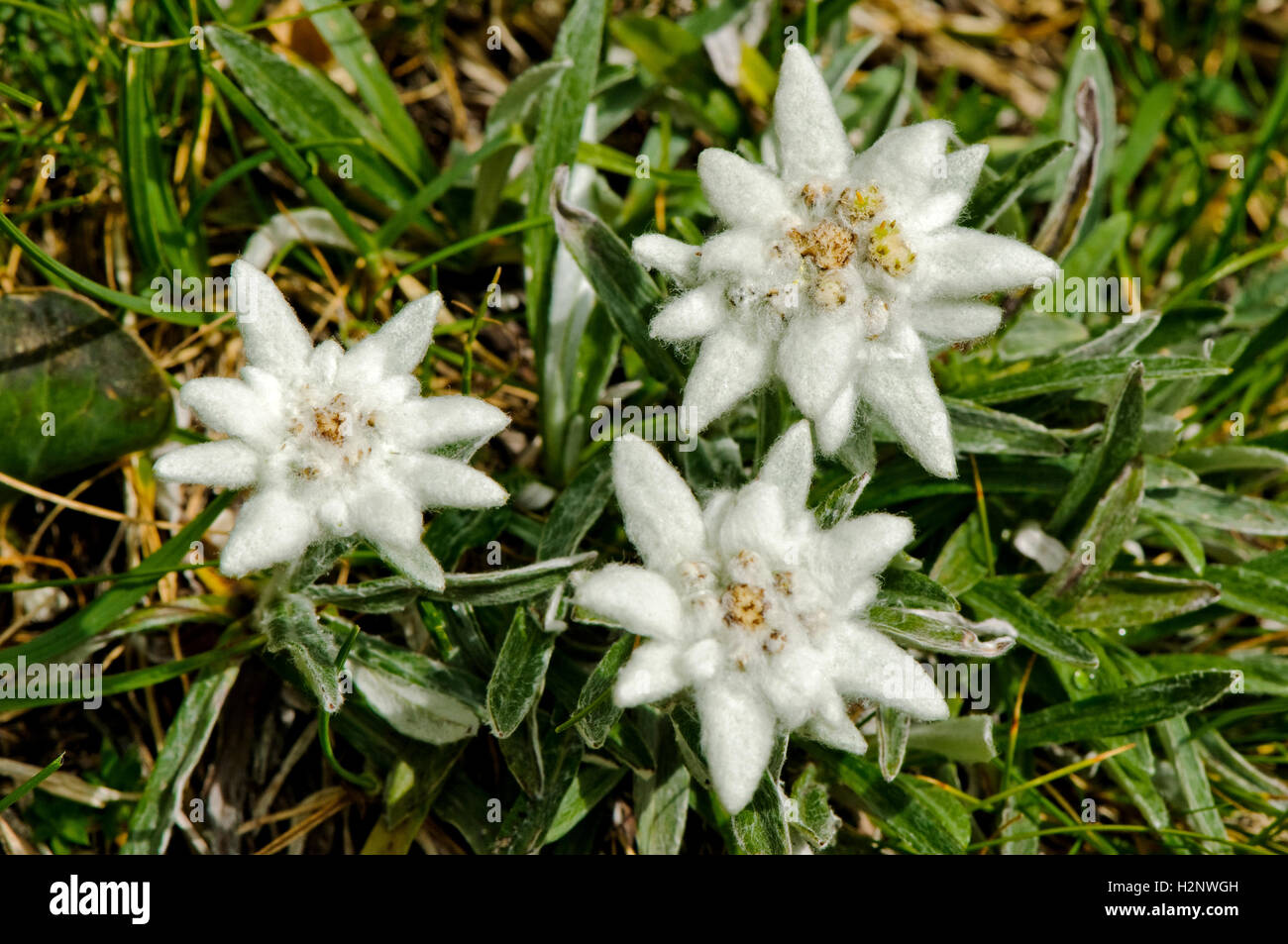 Close-up of Edelweiss alpine flowers (Leontopodium alpinum). Stock Photo