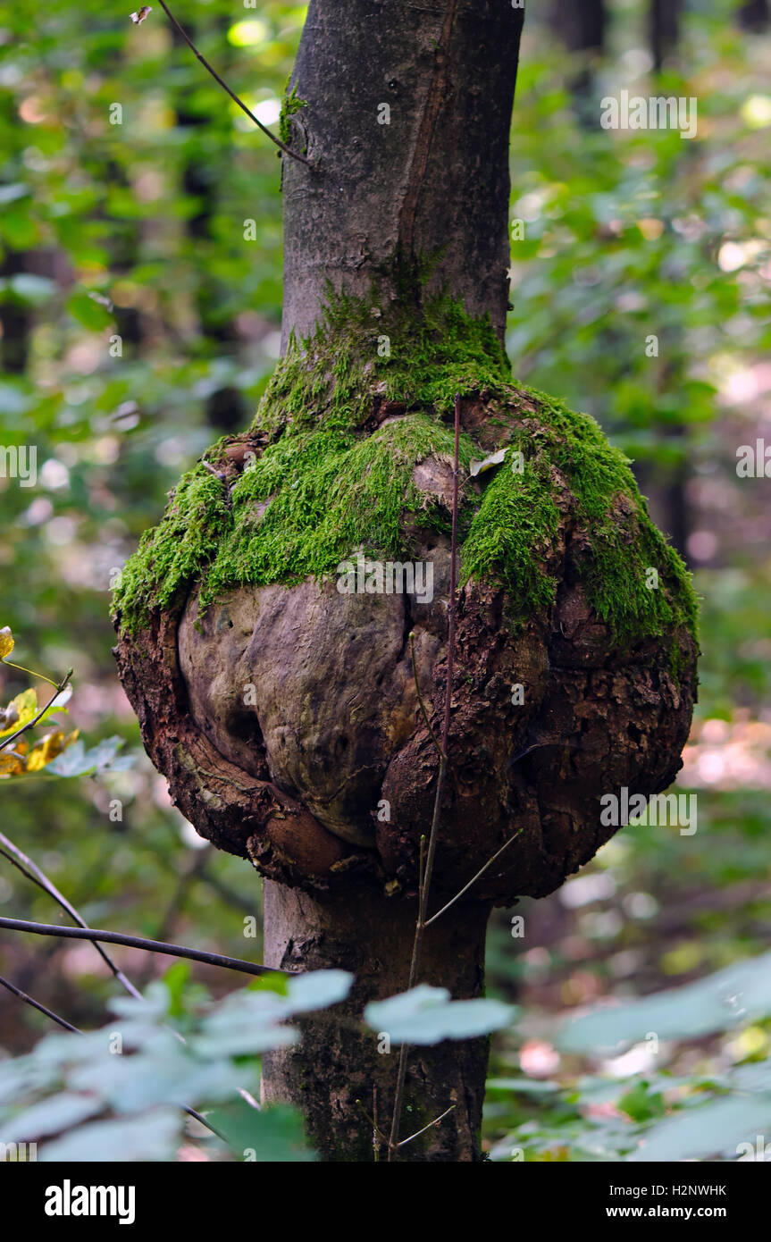 Eutypella parasitica causing canker on a sycamore maple (Acer pseudoplatanus). Stock Photo