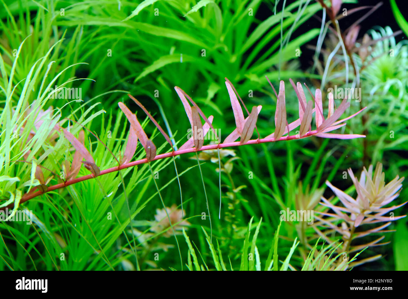 Lush aquarium plants with Rotala colorata in front. Stock Photo