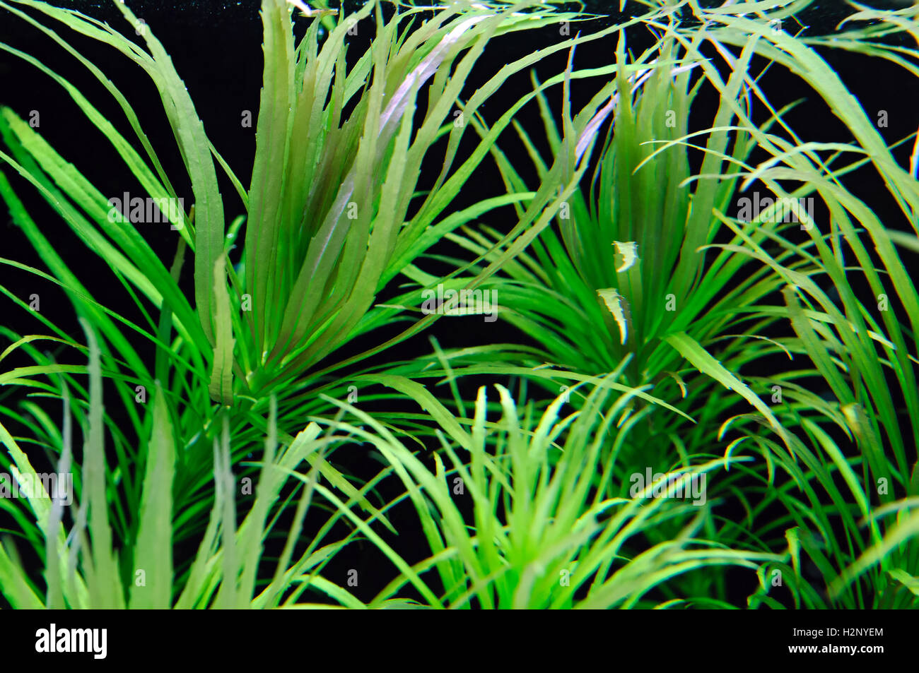 Unduh 530+ Background For Aquarium Plants Gratis