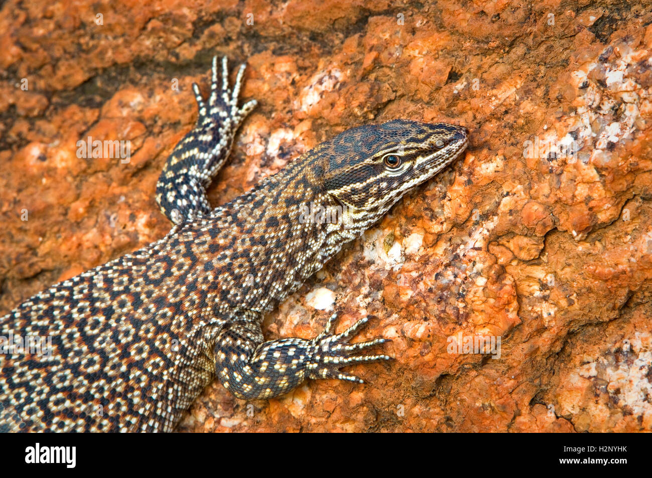 Spiny-tailed Monitor on a red rock wall. Stock Photo