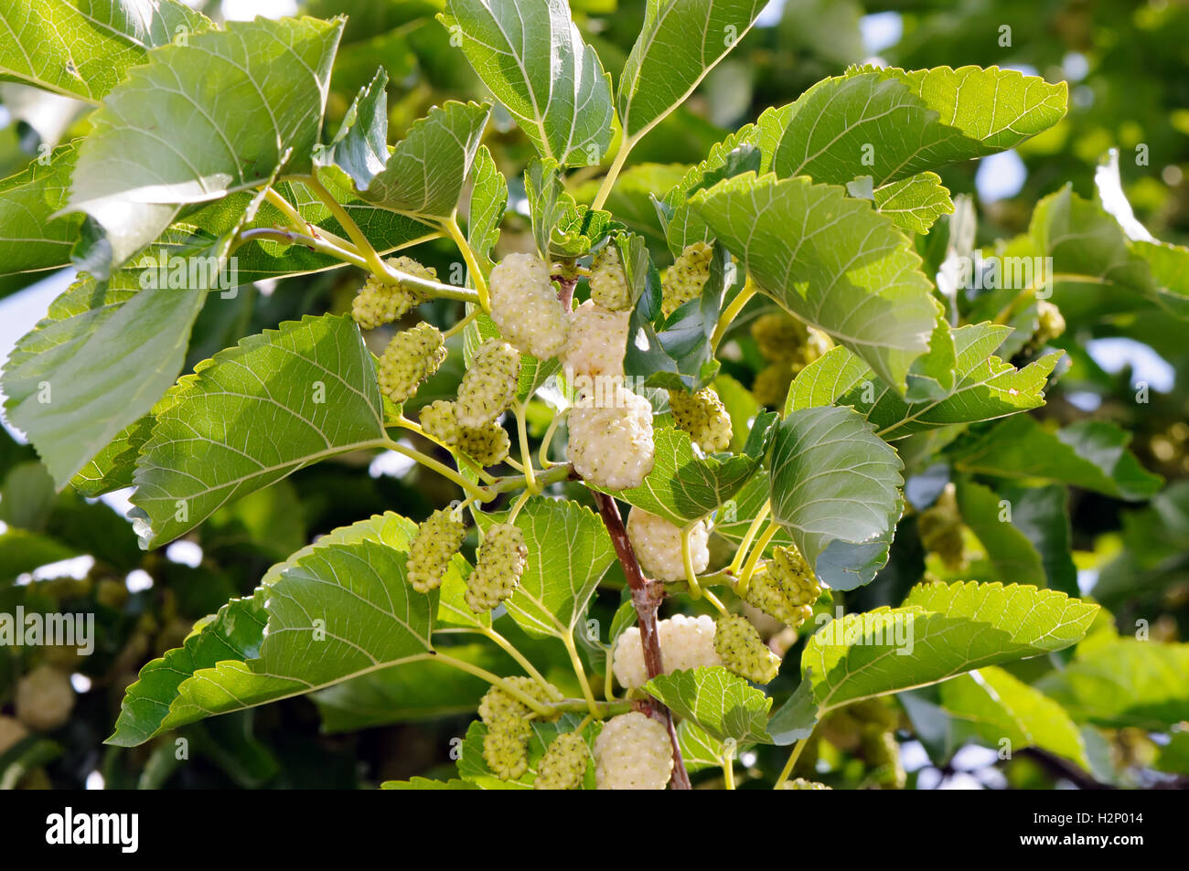 Fruits and leaves of White mulberry (Morus alba). Stock Photo