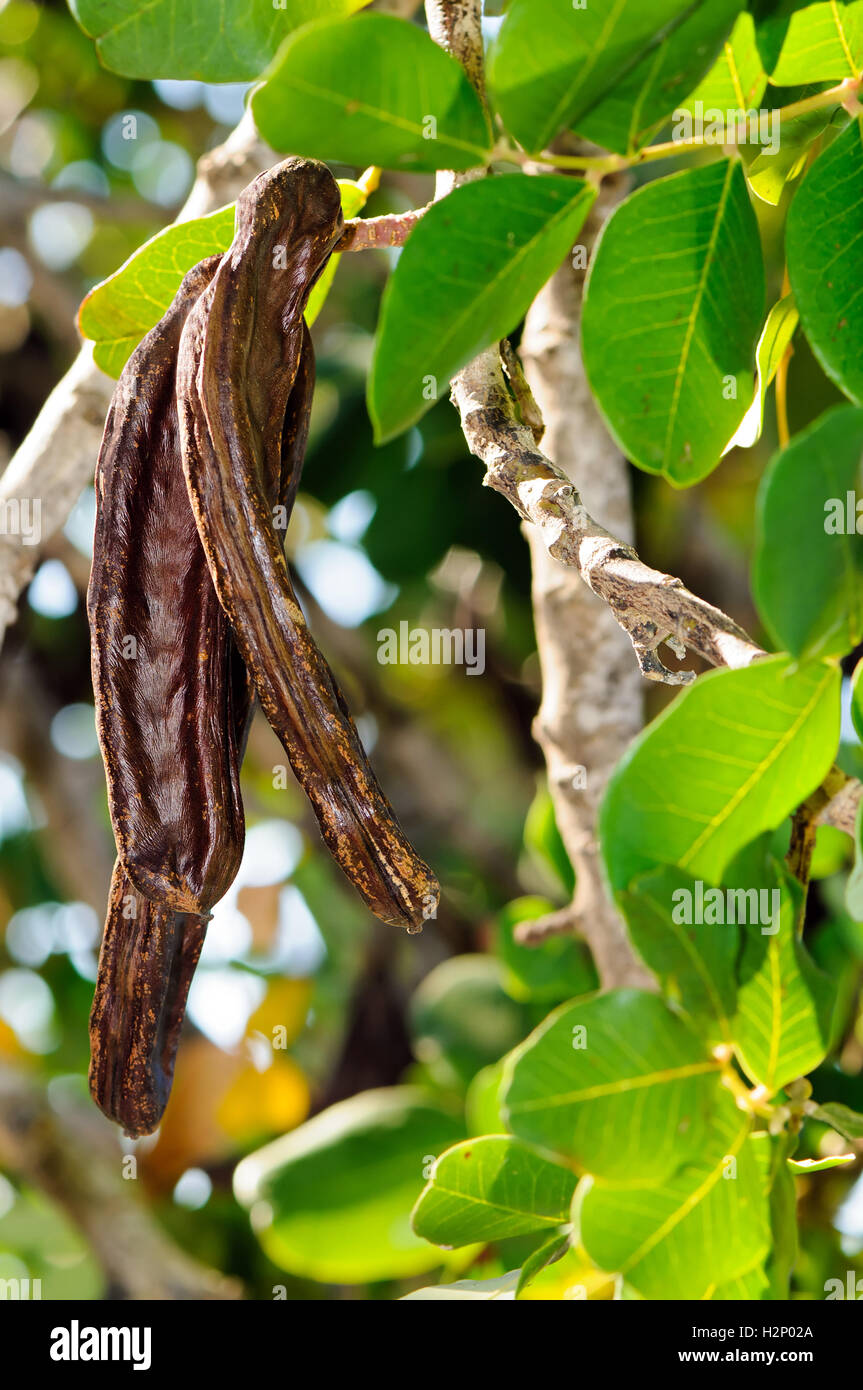 Leaves and ripe carob pods of carob tree (Ceratonia siliqua). Stock Photo