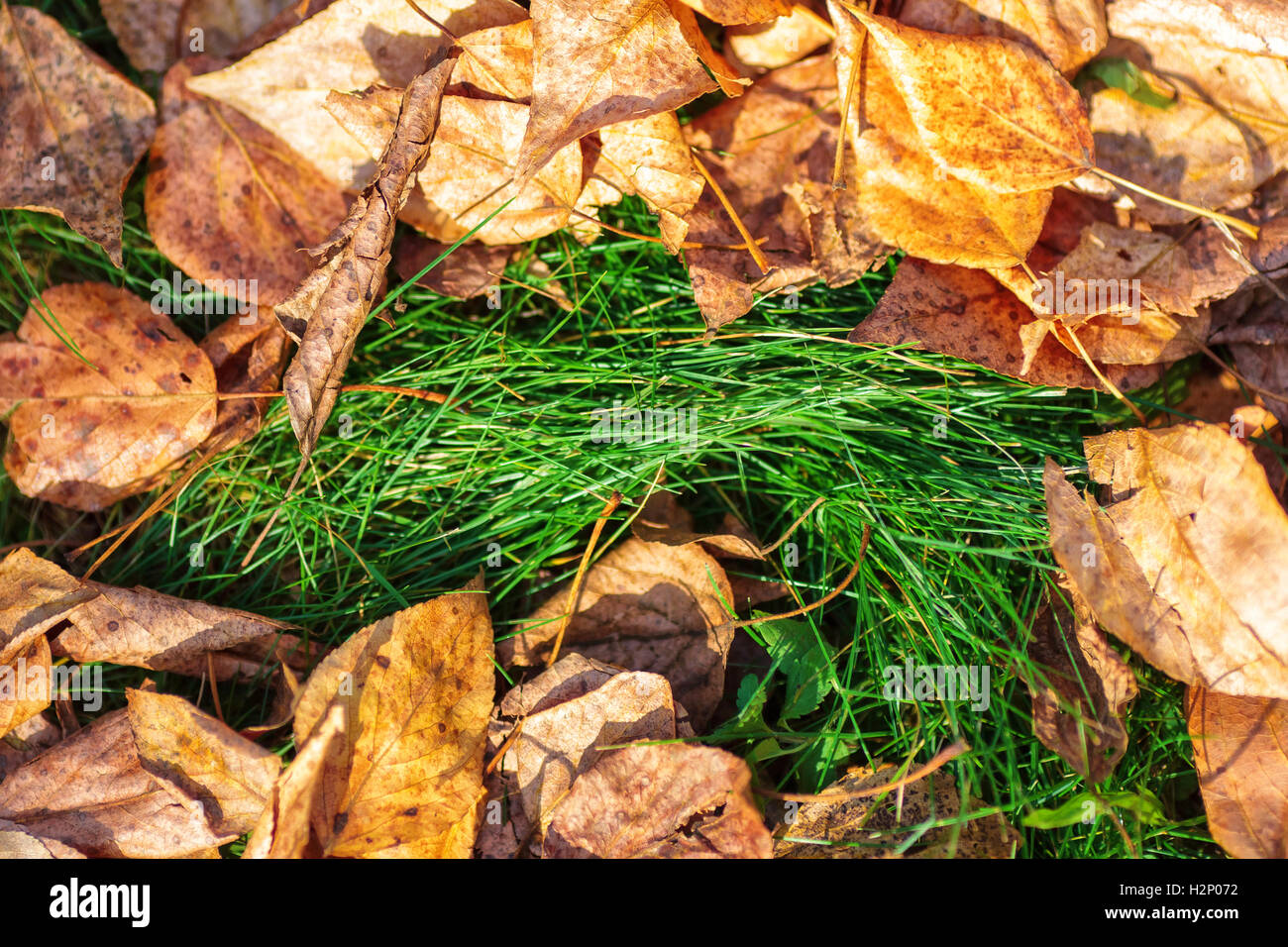Fallen yellow autumn leaves on the bright green grass, closeup Stock ...