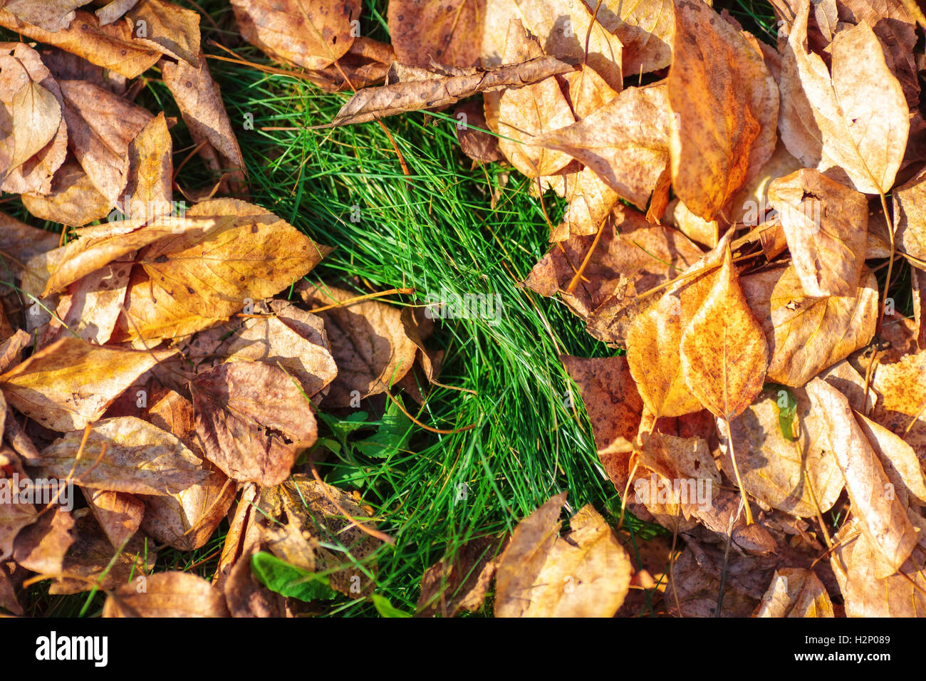 Fallen yellow autumn leaves on the bright green grass, closeup Stock ...