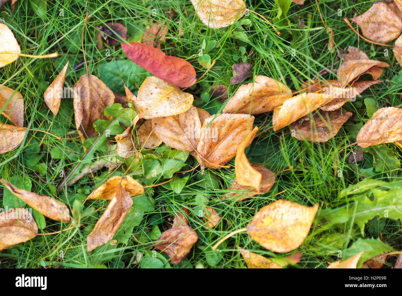 Fallen yellow autumn leaves on the bright green grass, closeup Stock ...