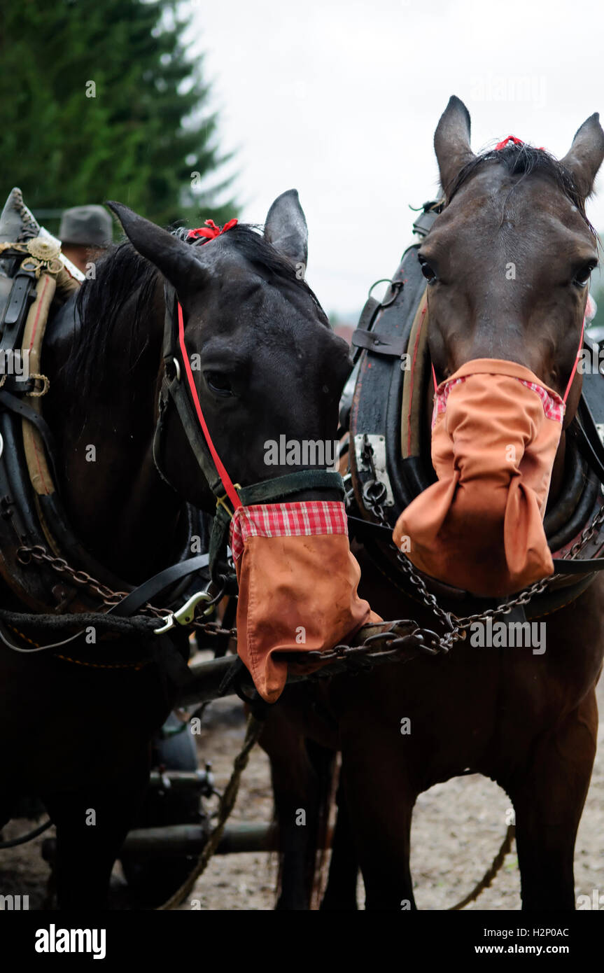 Working horses are eating oath from feeding sack Stock Photo Alamy
