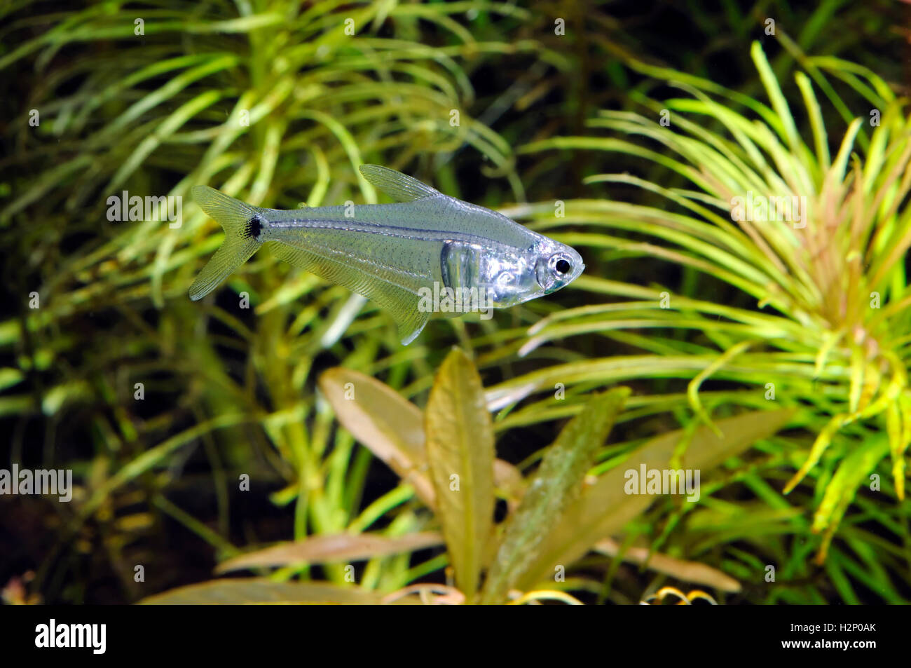 Rare aquarium fish mountain crystal tetra (Leptagoniates pi) in well planted aquarium. Stock Photo