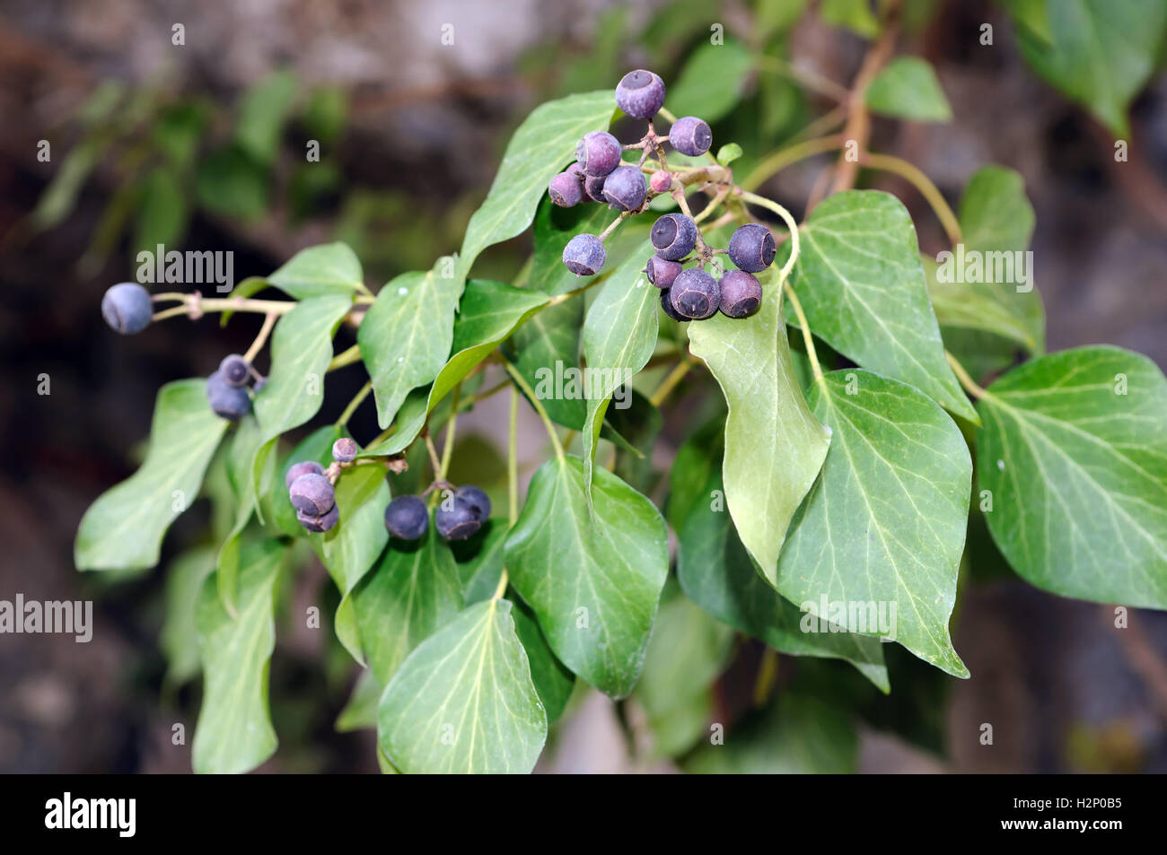 Dark blue berries of ivy (Hedera helix). Stock Photo