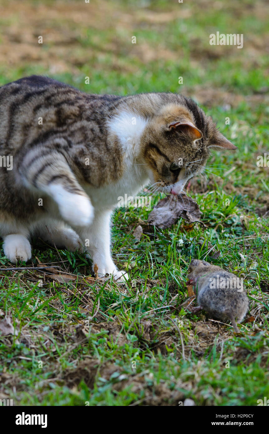 Cat is catching a field vole (Microtus agrestis Stock Photo Alamy