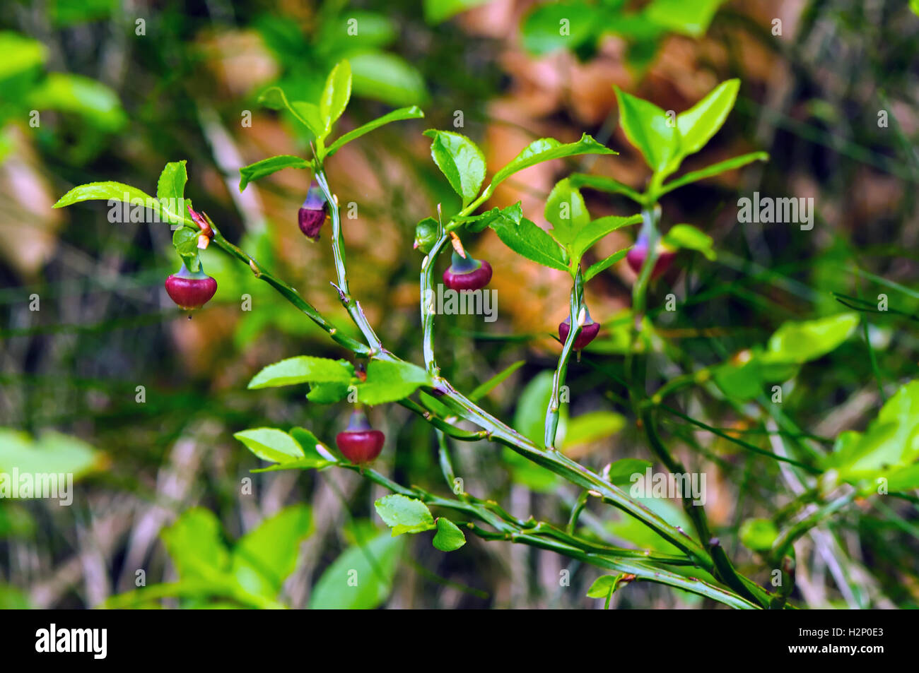 Close-up of young blue whortleberry (Vaccinium myrtillus) shot in nature. Stock Photo