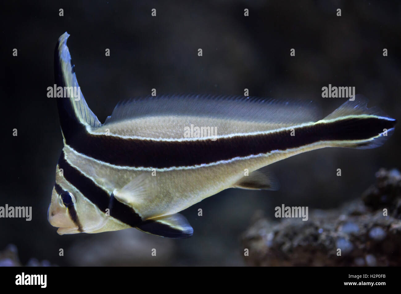Jack-knifefish (Equetus lanceolatus). Marine fish. Stock Photo
