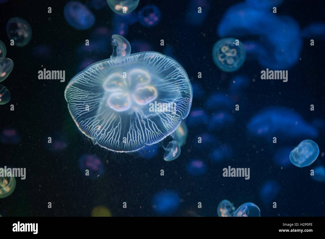 Moon jellyfish (Aurelia aurita). Sea animals. Stock Photo