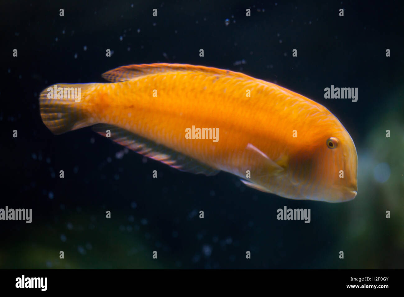Pearly razorfish (Xyrichtys novacula), also known as the cleaver wrasse. Stock Photo